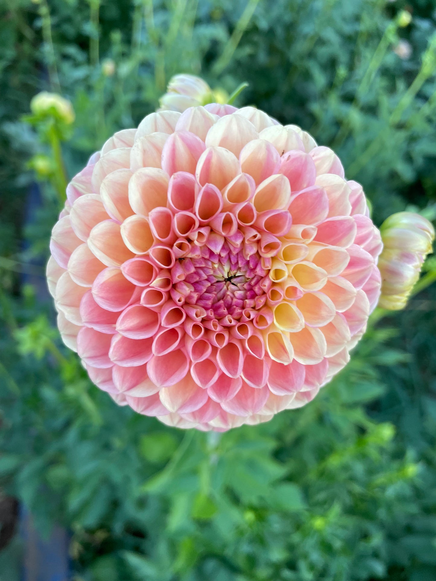 Snoho Doris Dahlia Tuber