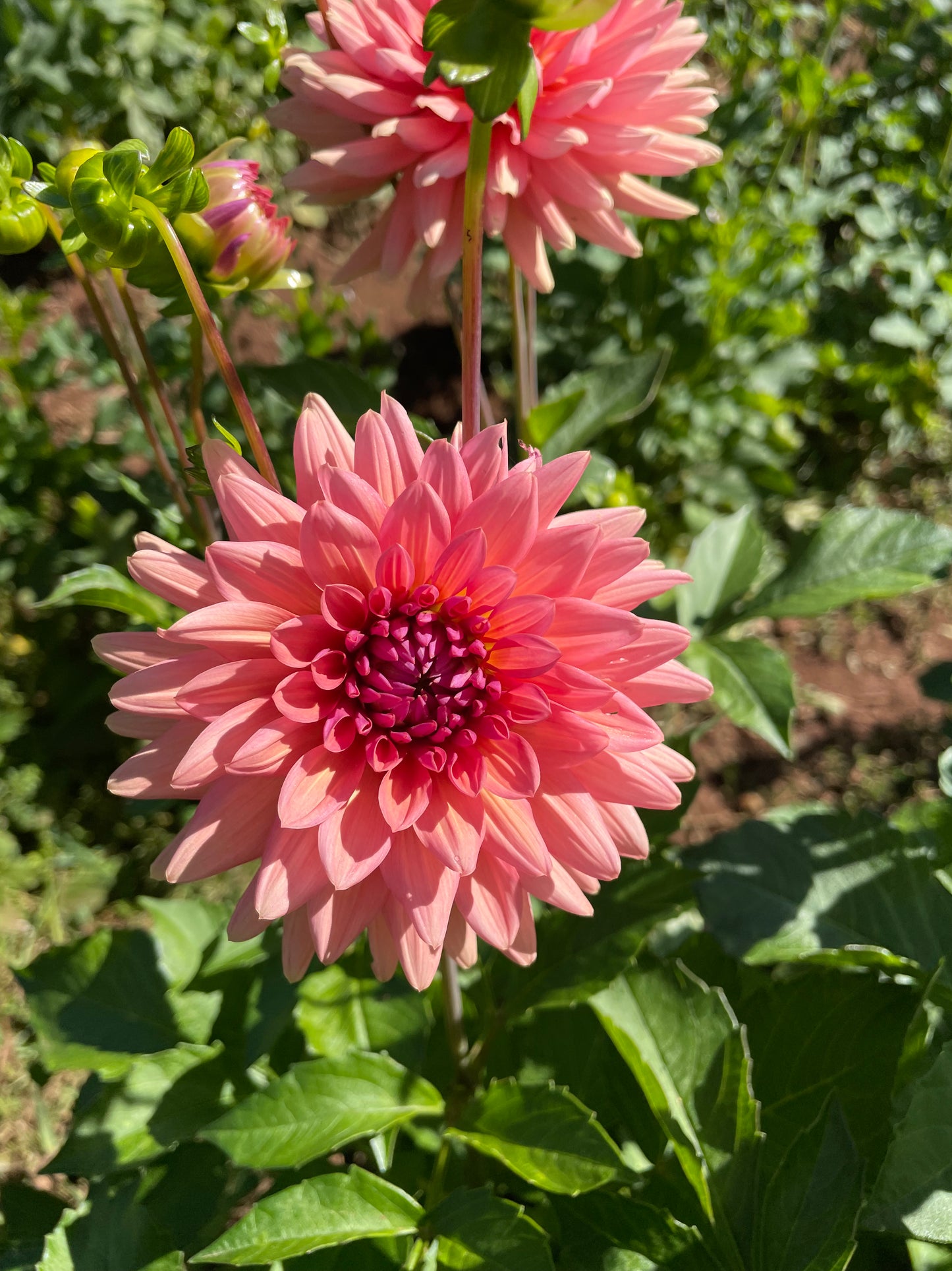Preference Dahlia Tuber