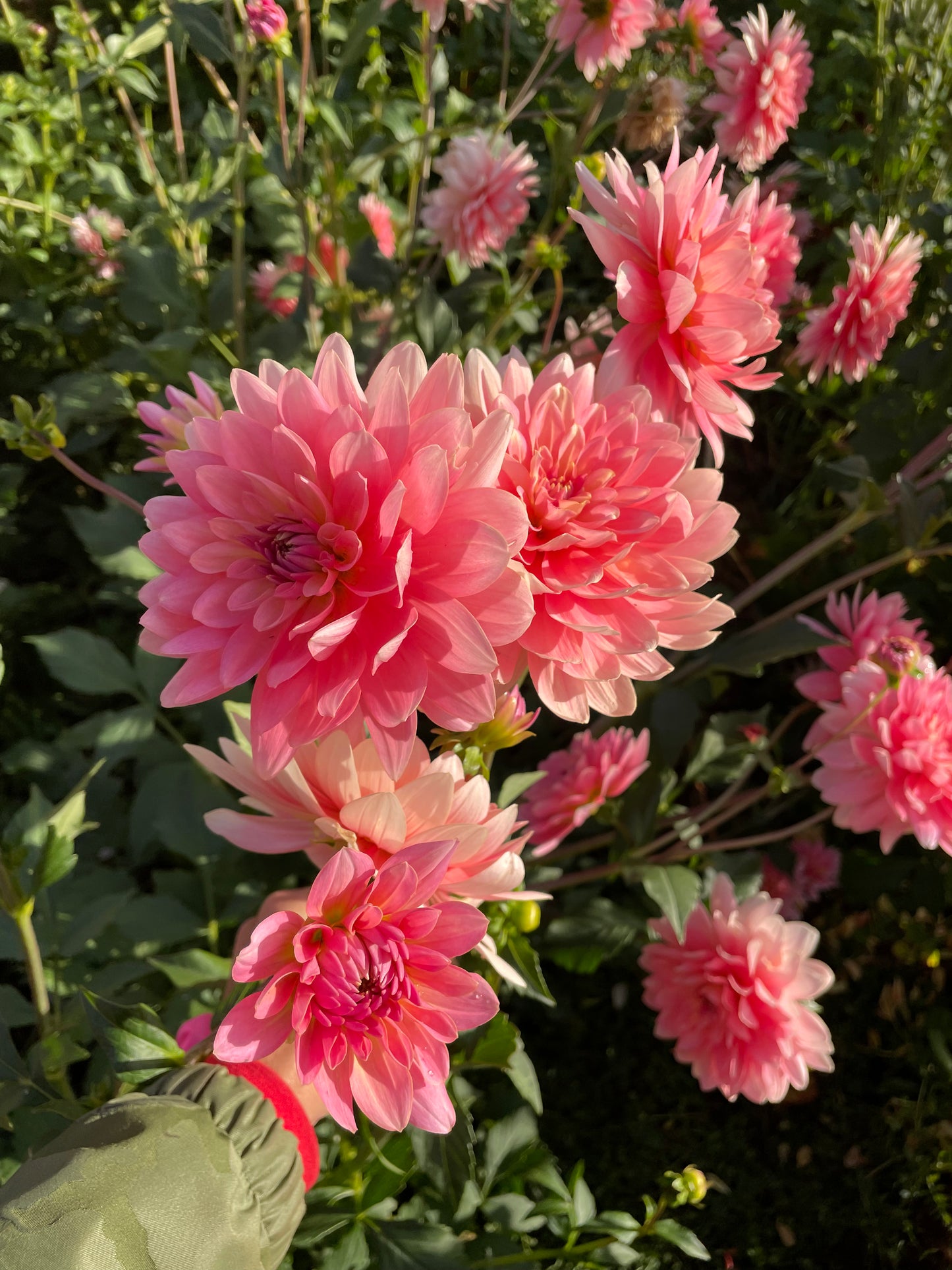 Gerrie Hoek Dahlia Tuber