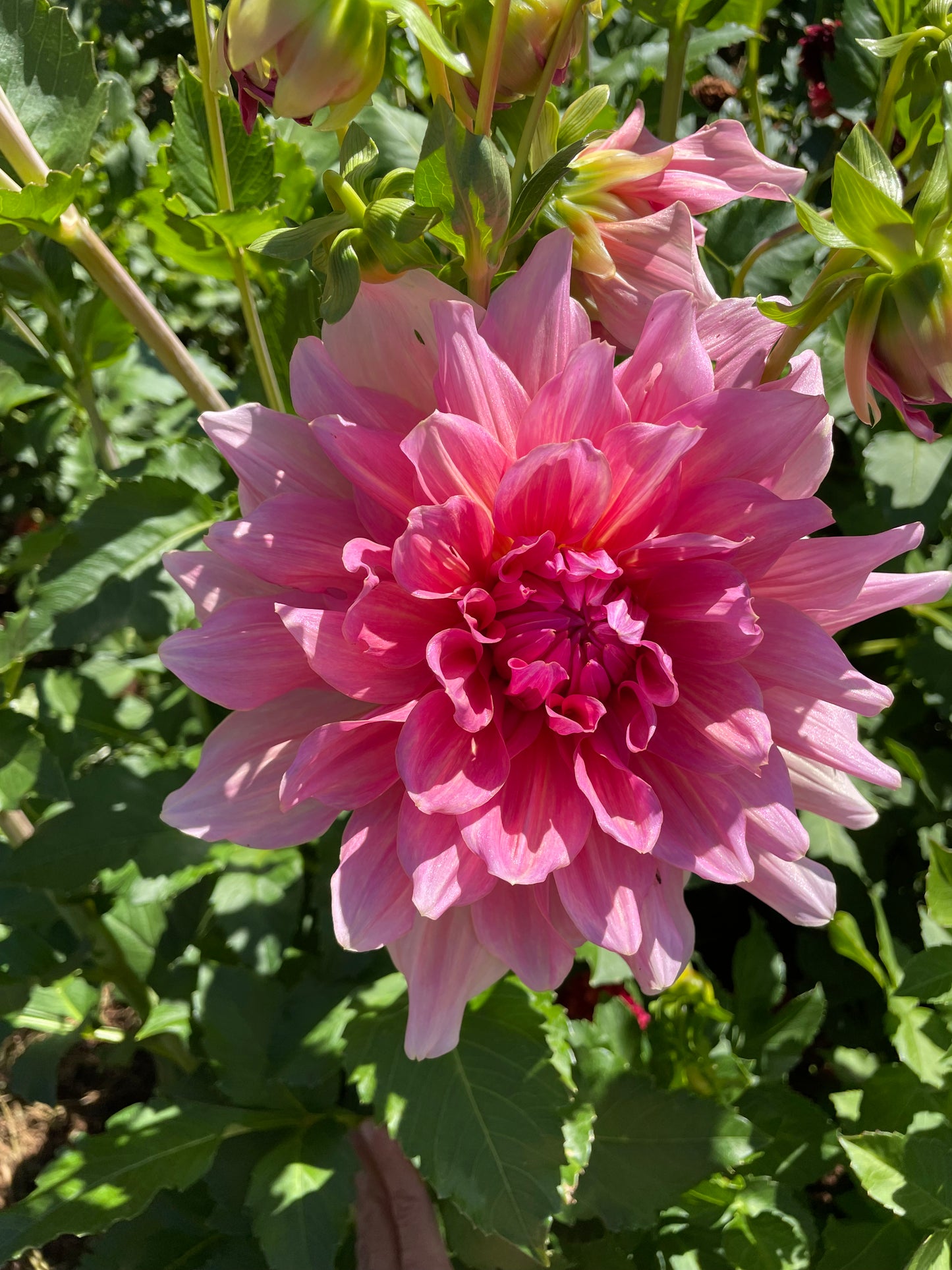 Otto's Thrill Dahlia Tuber