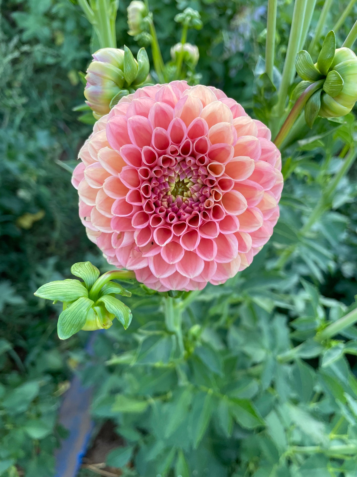 Snoho Doris Dahlia Tuber