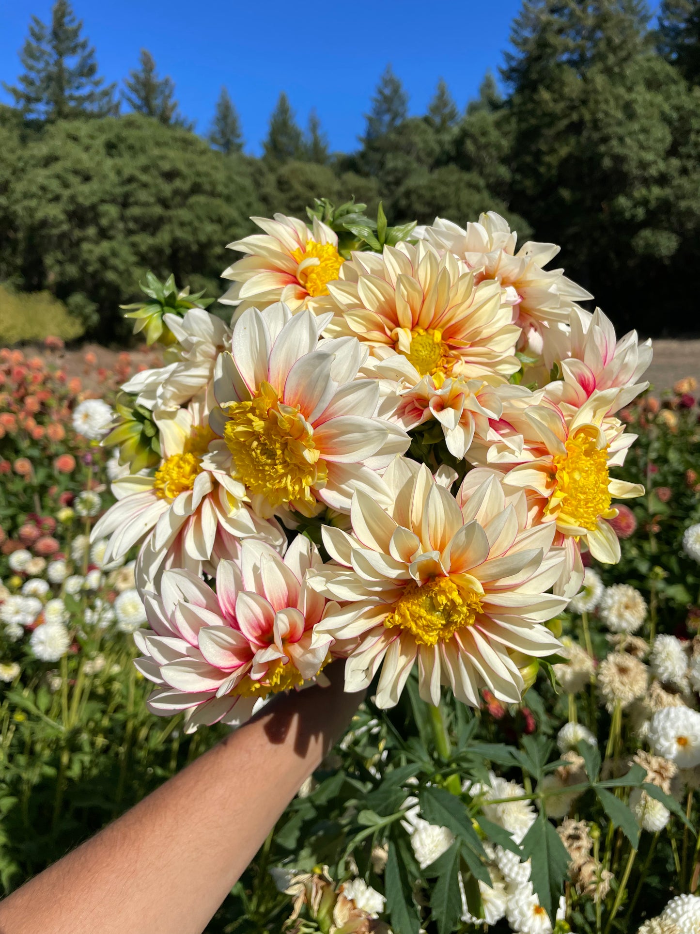 Polka Dahlia Tuber