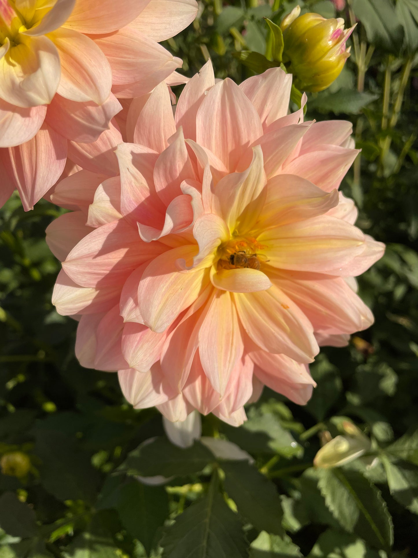 Sheer Heaven Dahlia Tuber