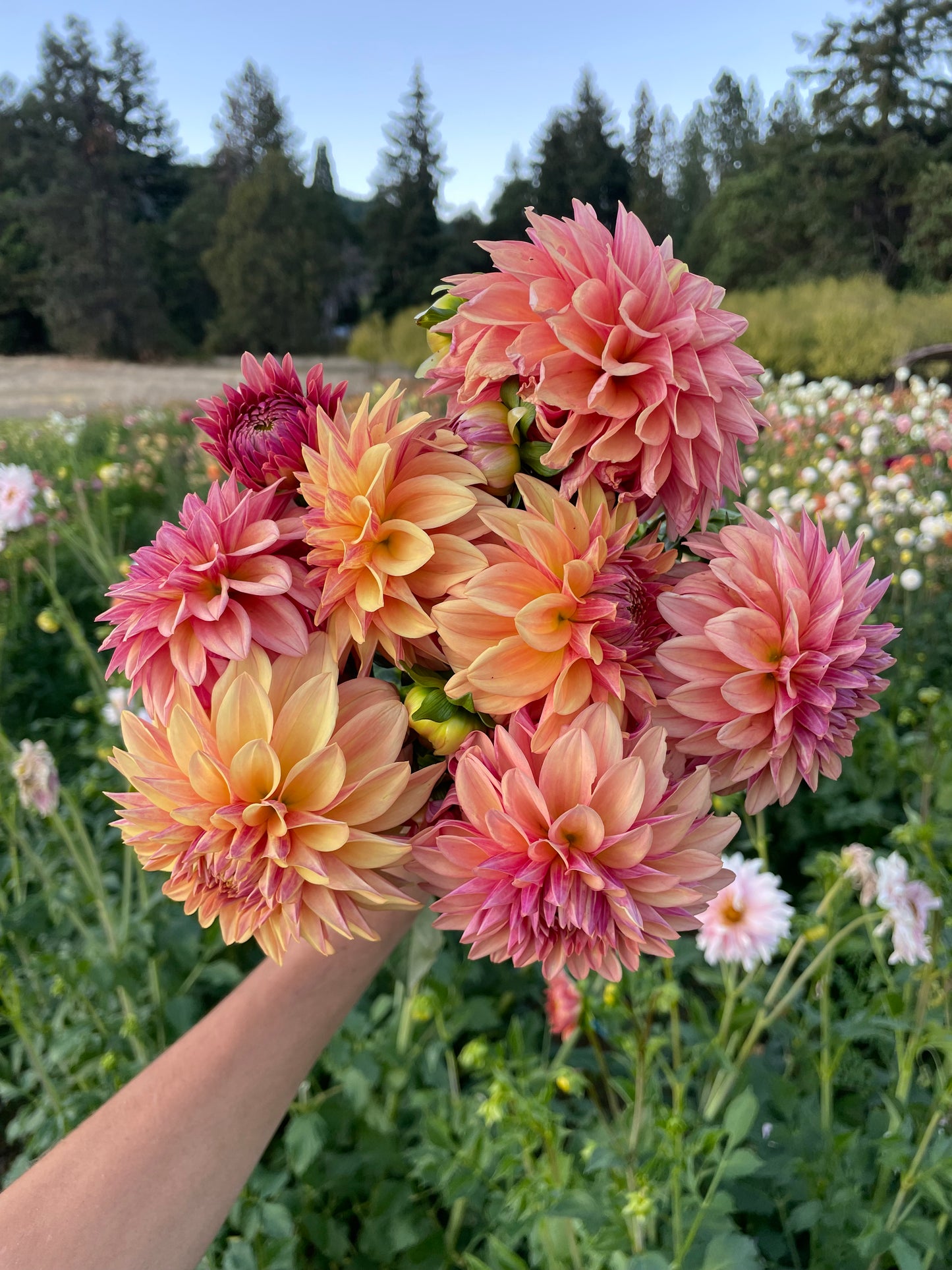 Miss Amara Dahlia Tuber
