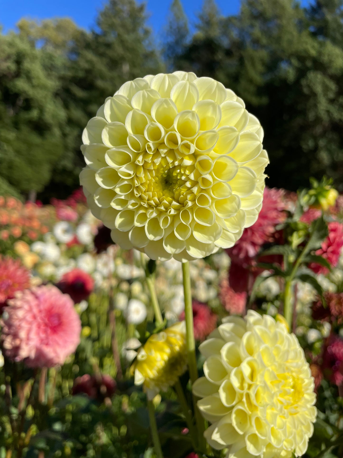 MM Buttercream Dahlia Tuber