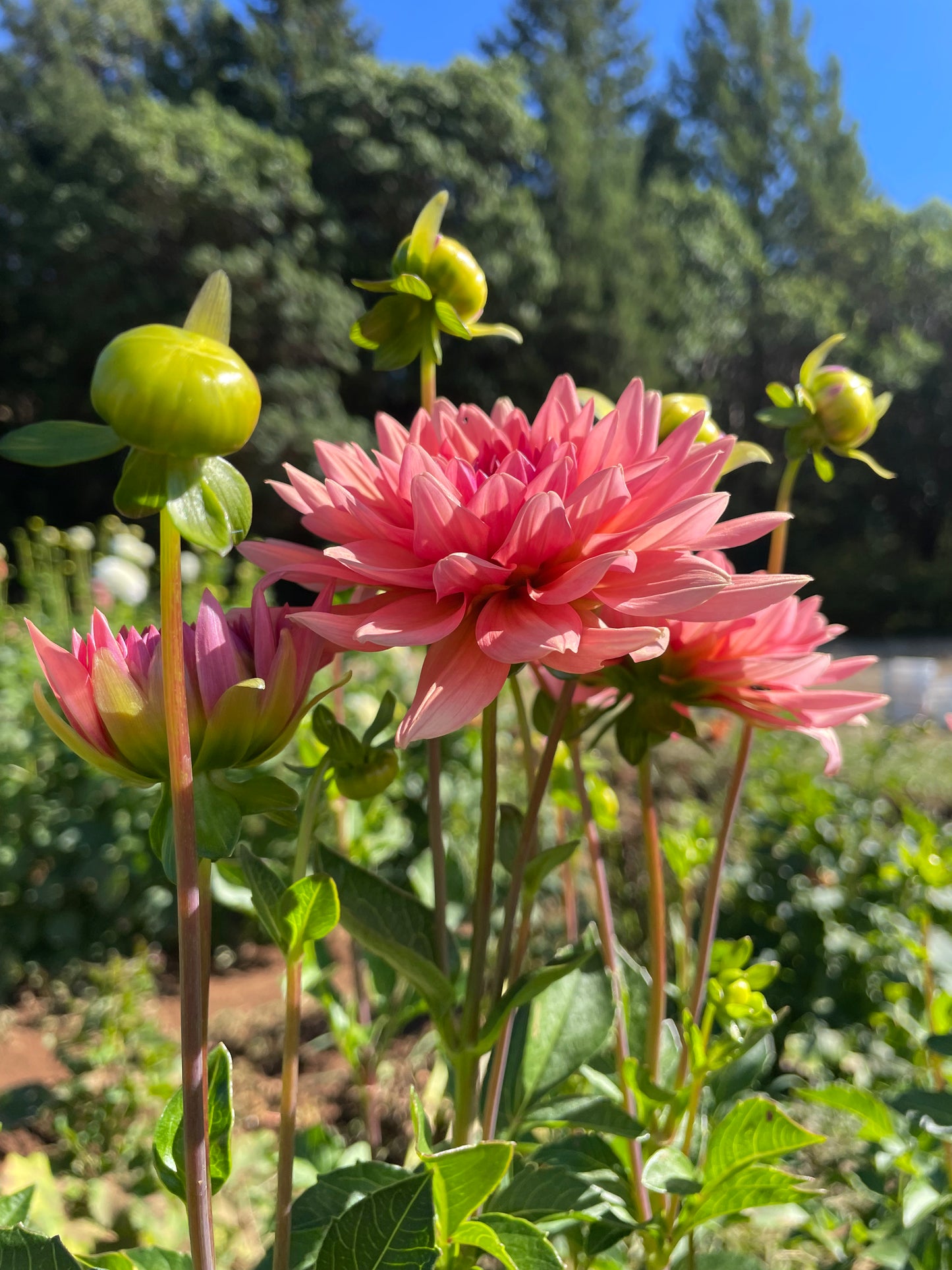 Preference Dahlia Tuber