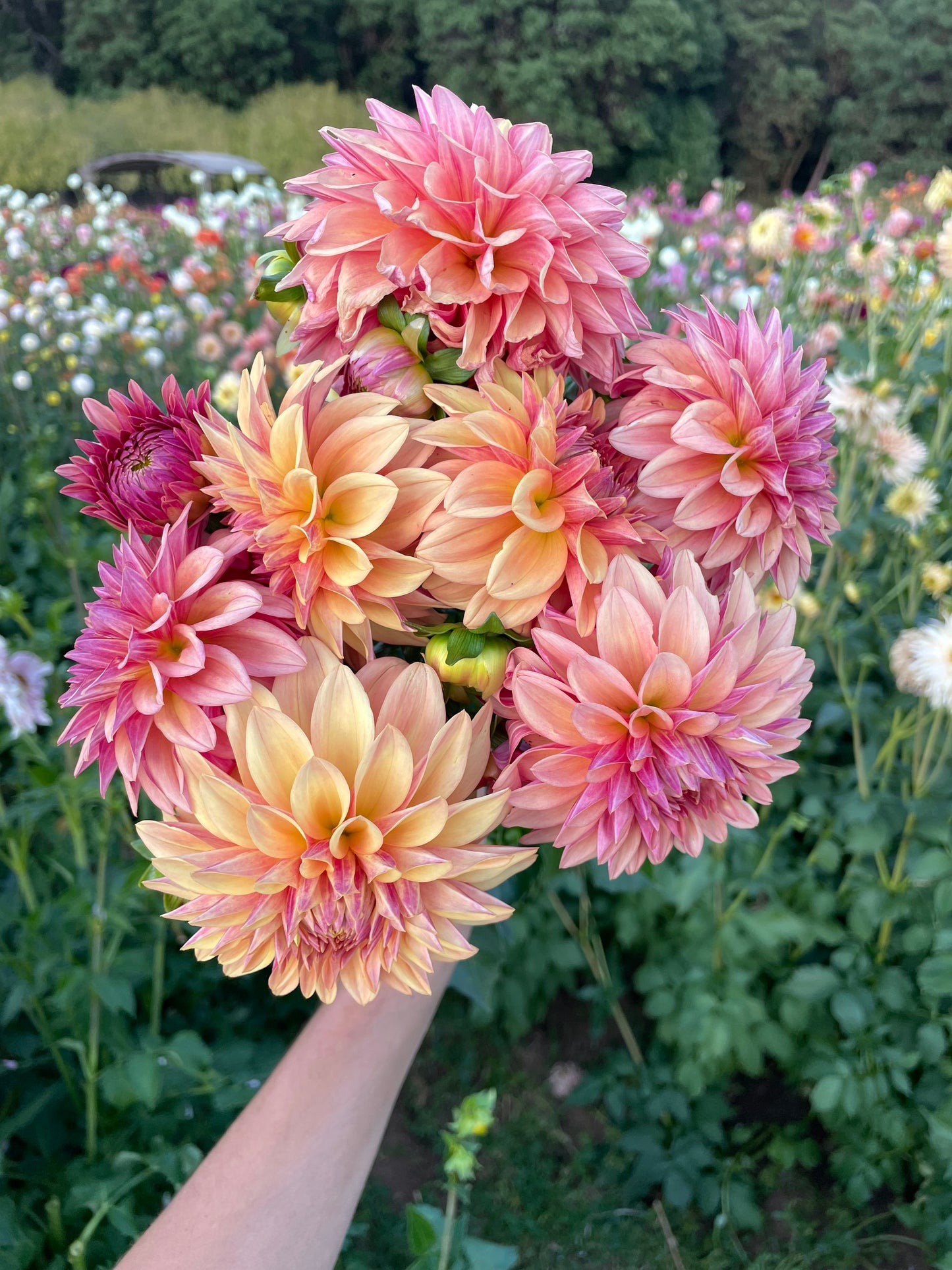 Miss Amara Dahlia Tuber