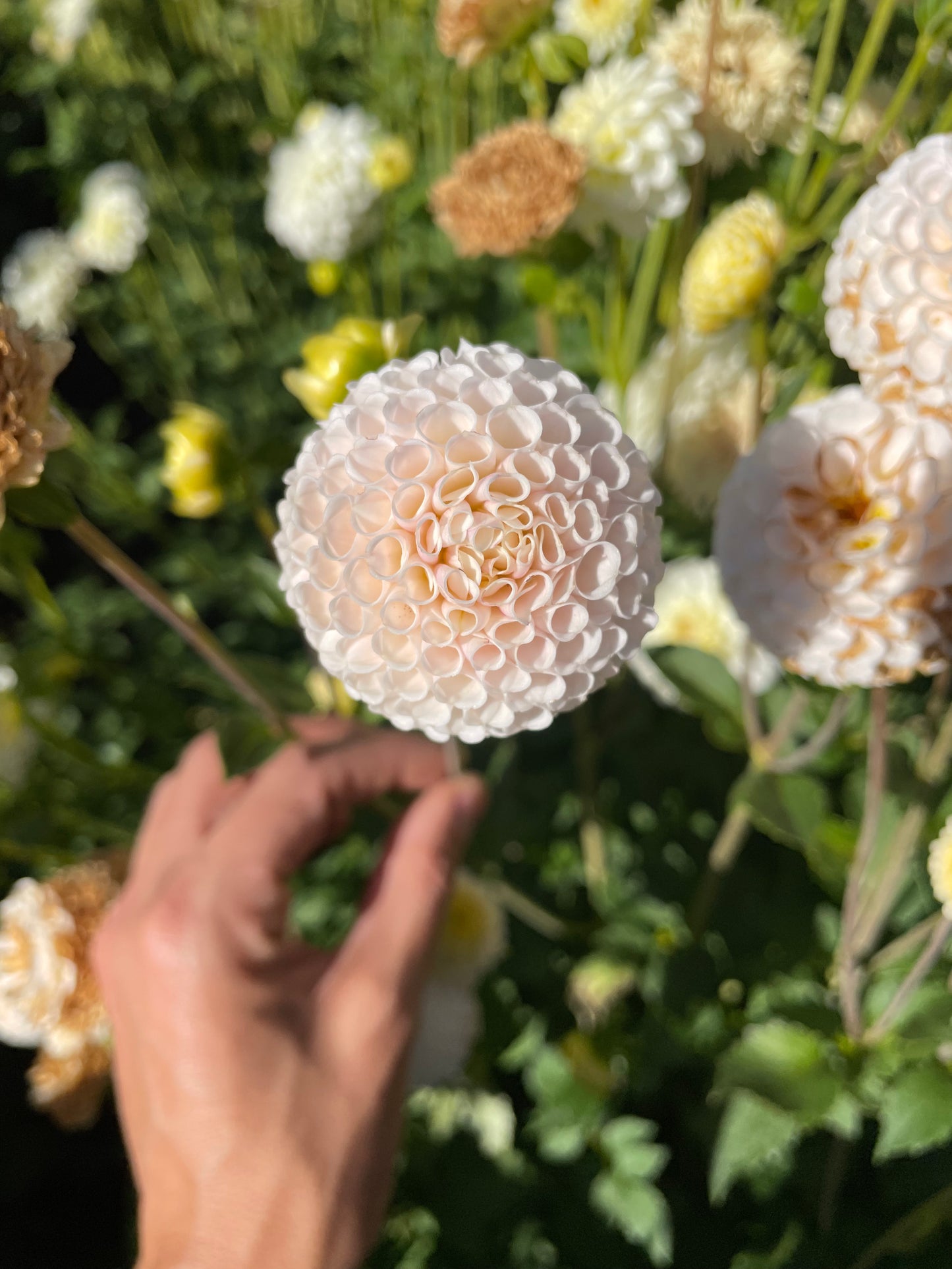 Small World Dahlia Tuber