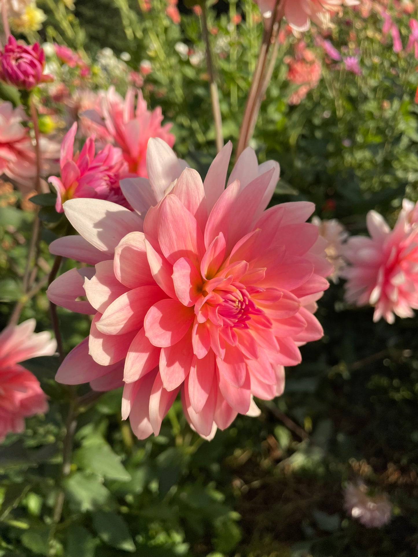 Gerrie Hoek Dahlia Tuber
