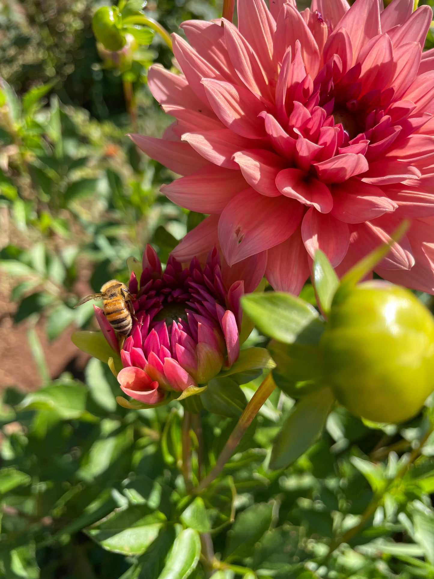 Preference Dahlia Tuber