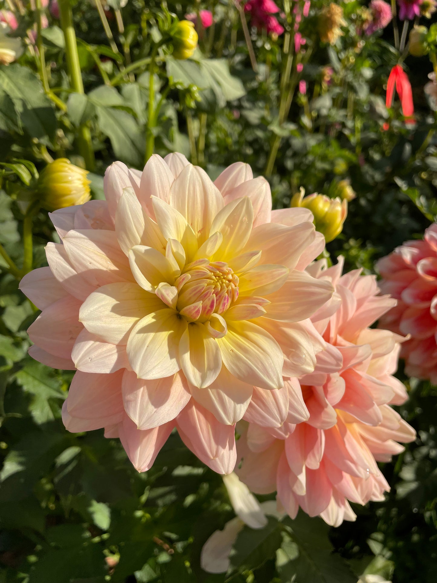 Sheer Heaven Dahlia Tuber