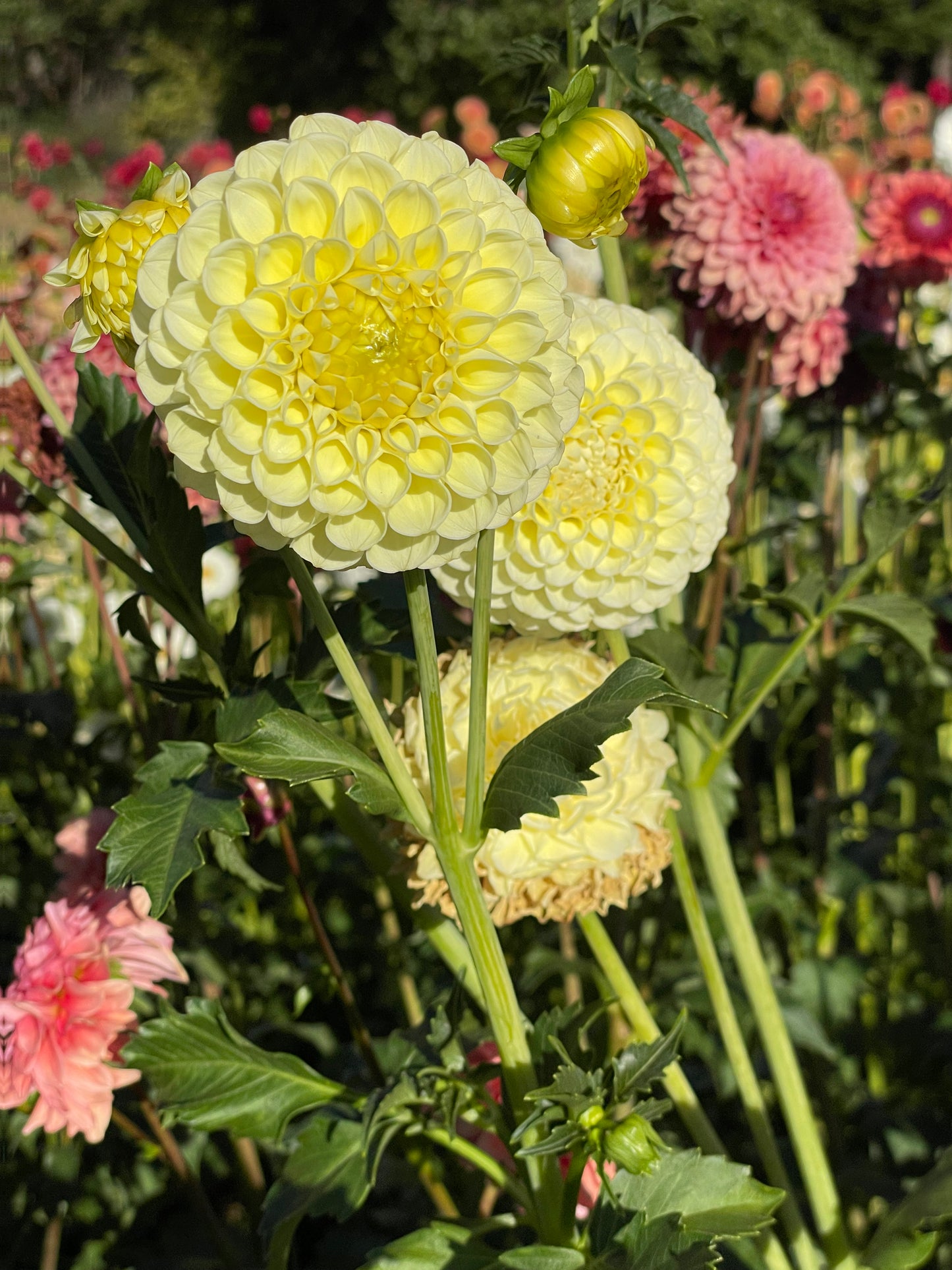 MM Buttercream Dahlia Tuber