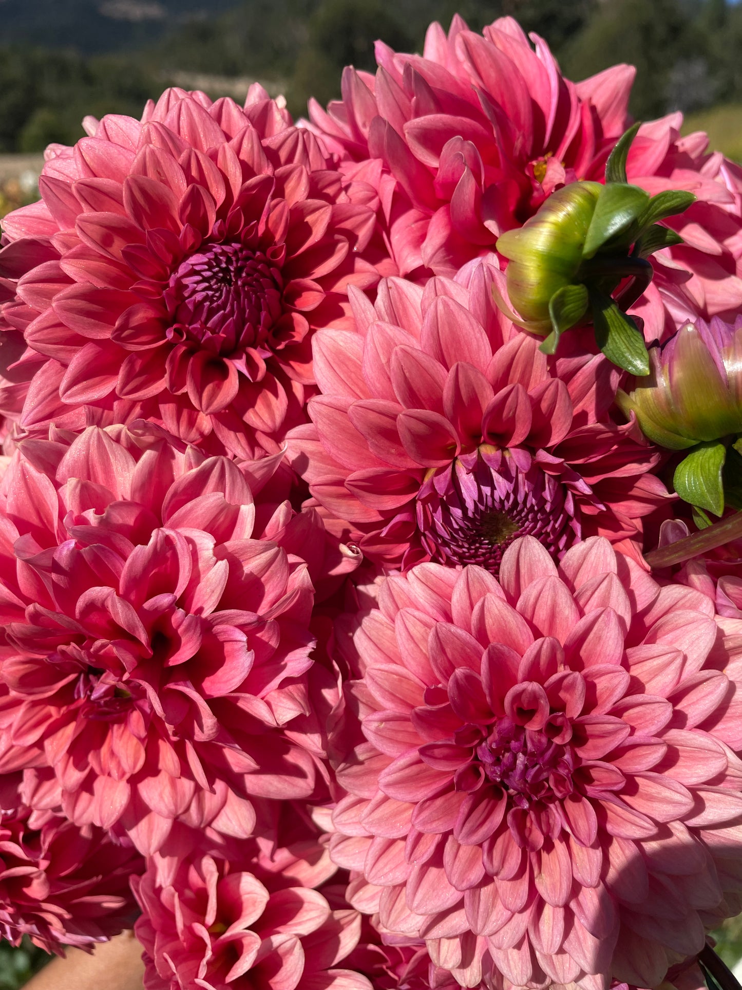 Mystique Dahlia Tuber