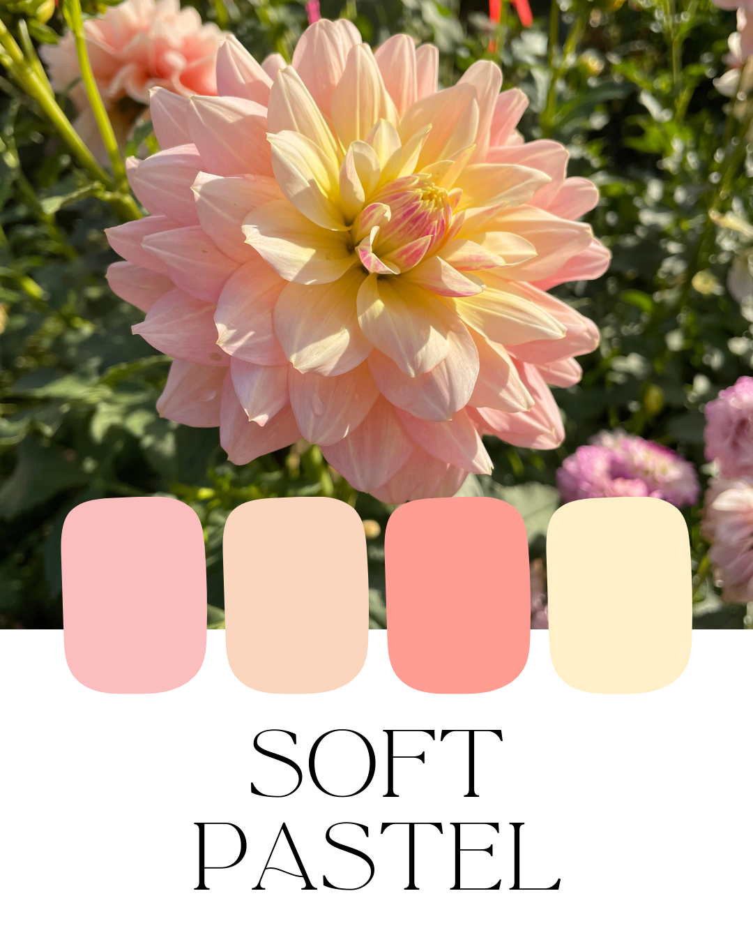 Farm-Fresh Dahlias - Soft Pastel Mix