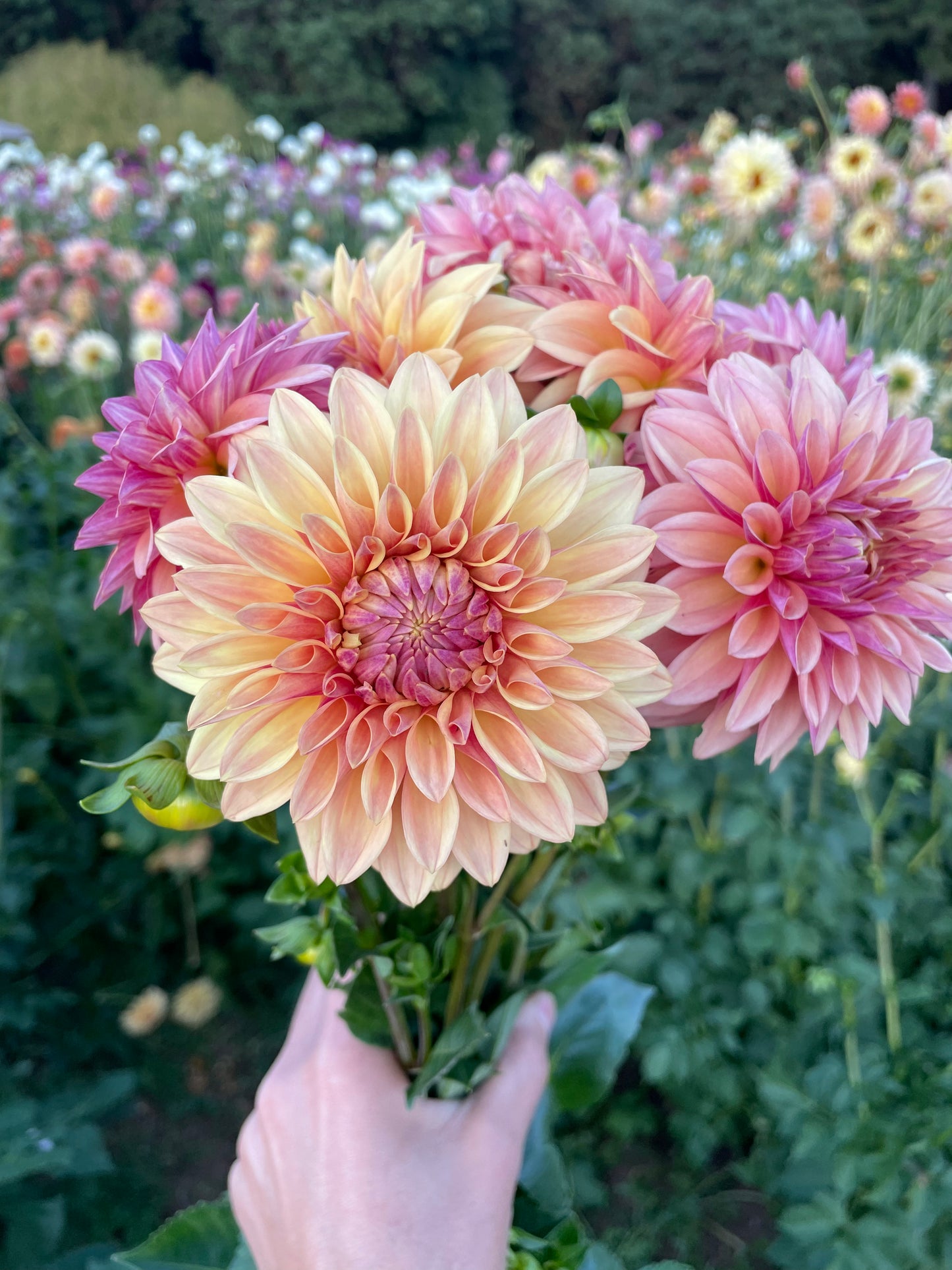 Miss Amara Dahlia Tuber