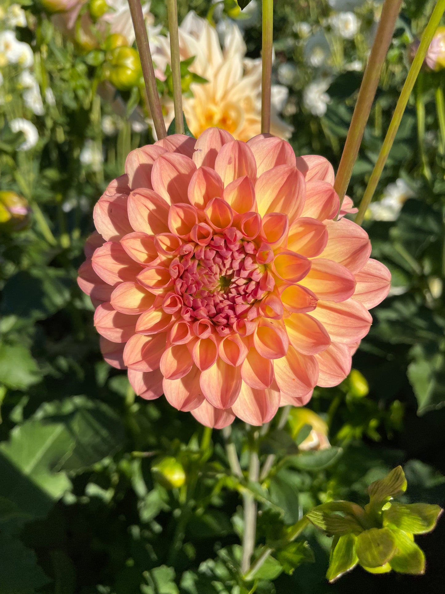 Lark's Ebbe Dahlia Tuber