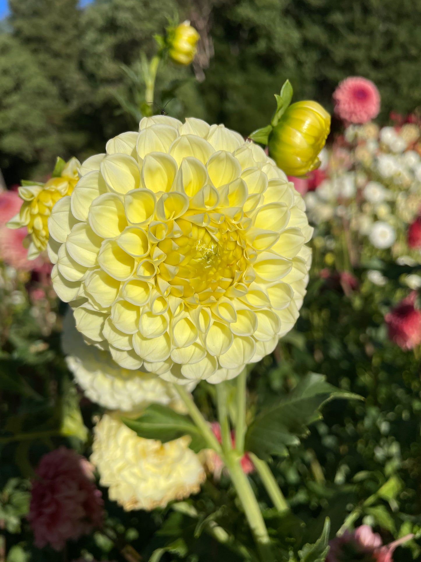 MM Buttercream Dahlia Tuber