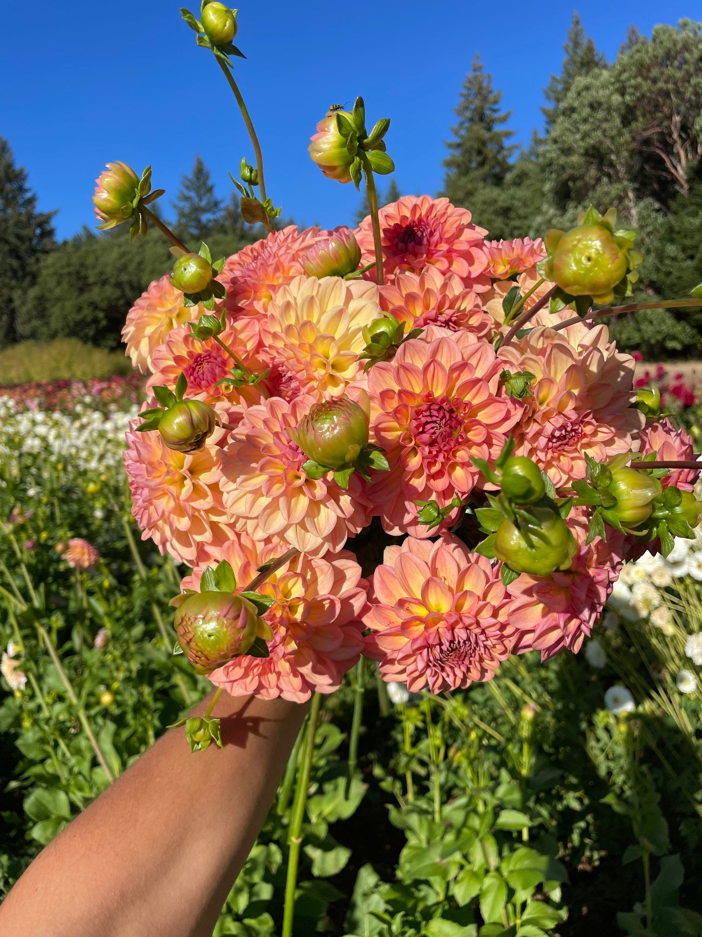 Lark's Ebbe Dahlia Tuber
