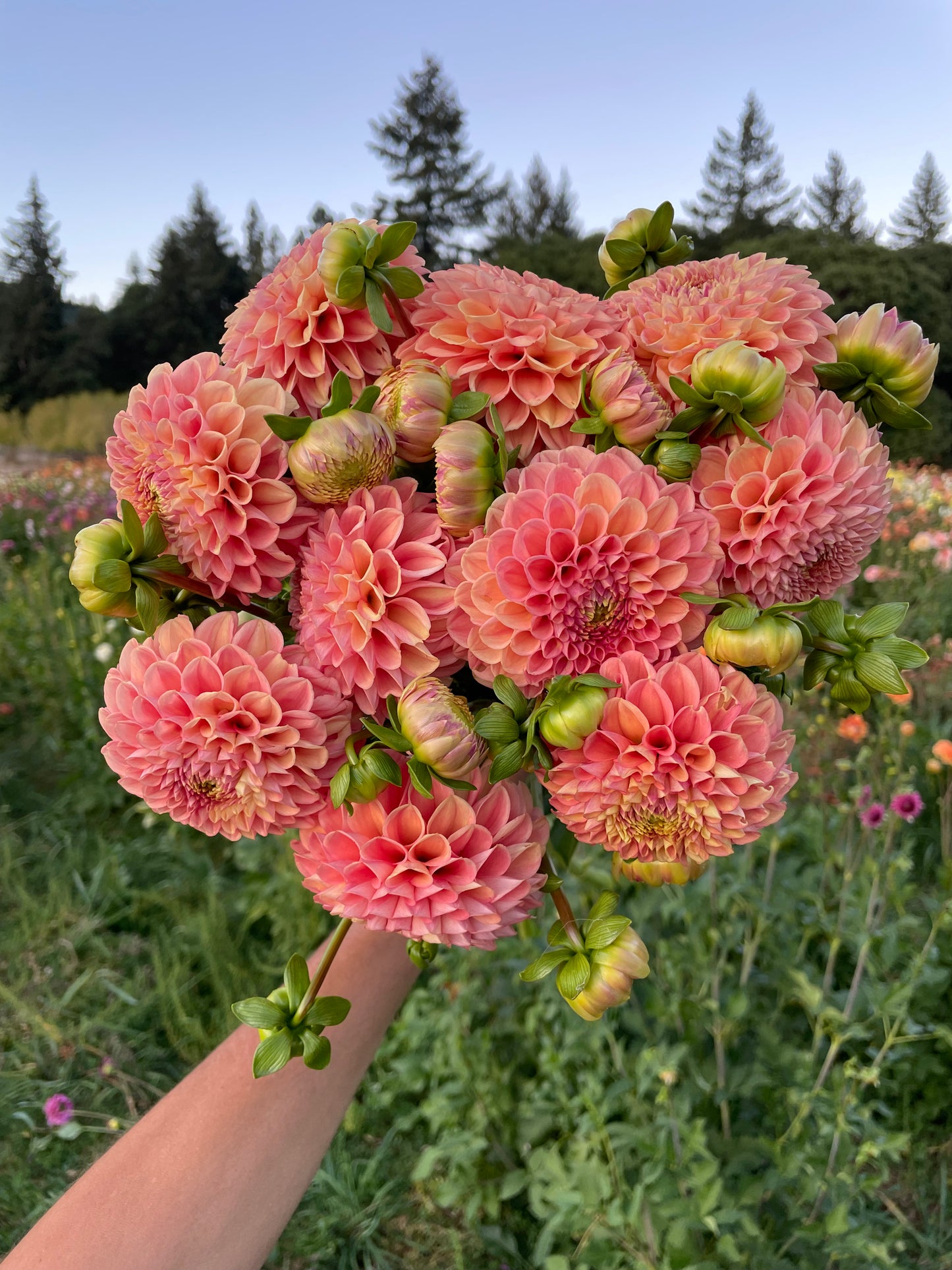 Snoho Doris Dahlia Tuber