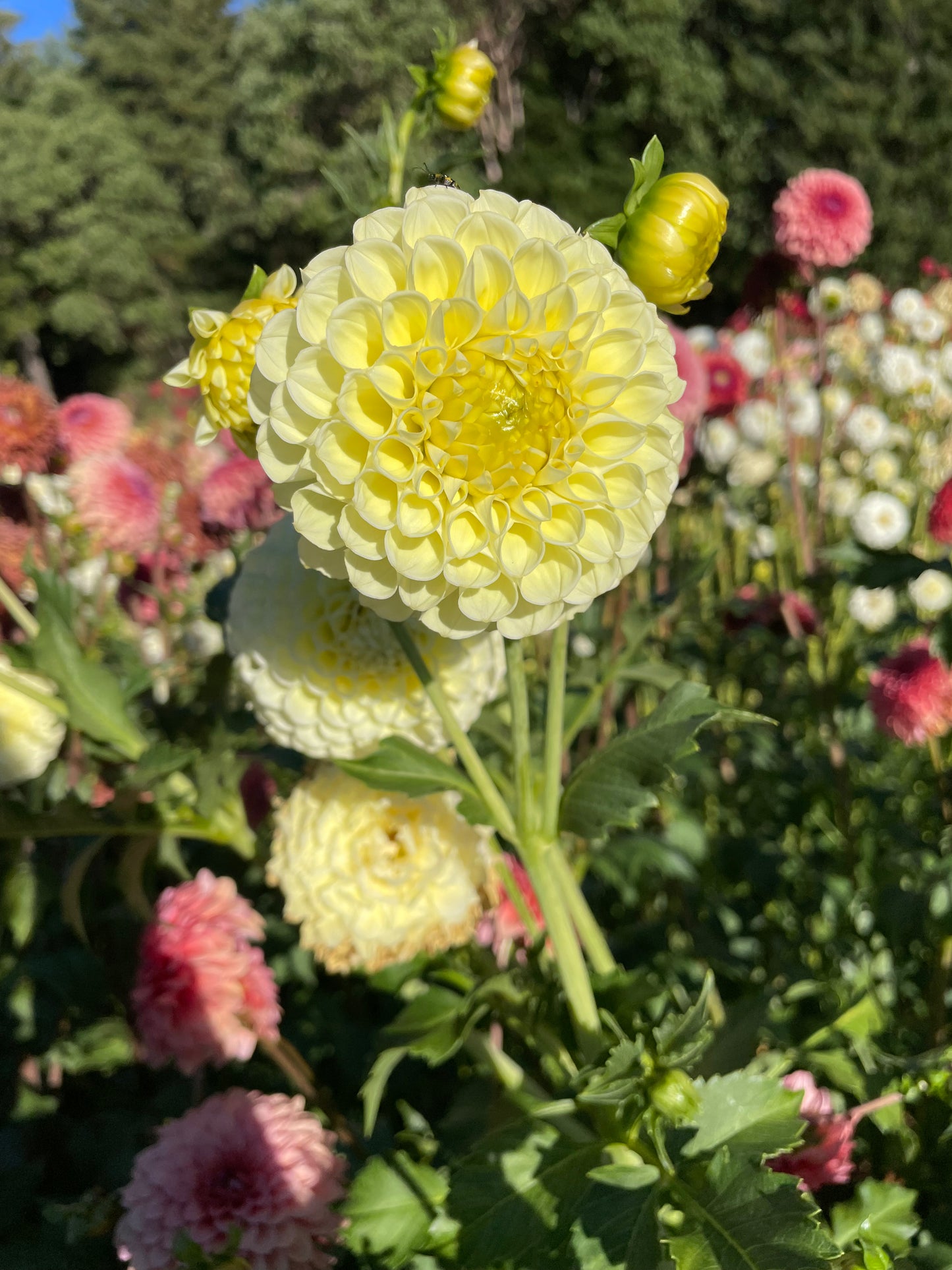 MM Buttercream Dahlia Tuber