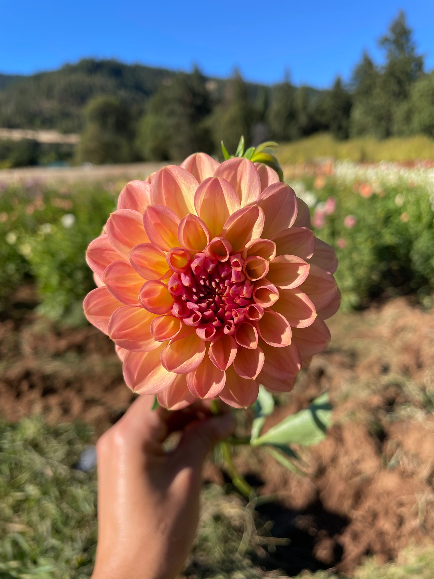 Lark's Ebbe Dahlia Tuber