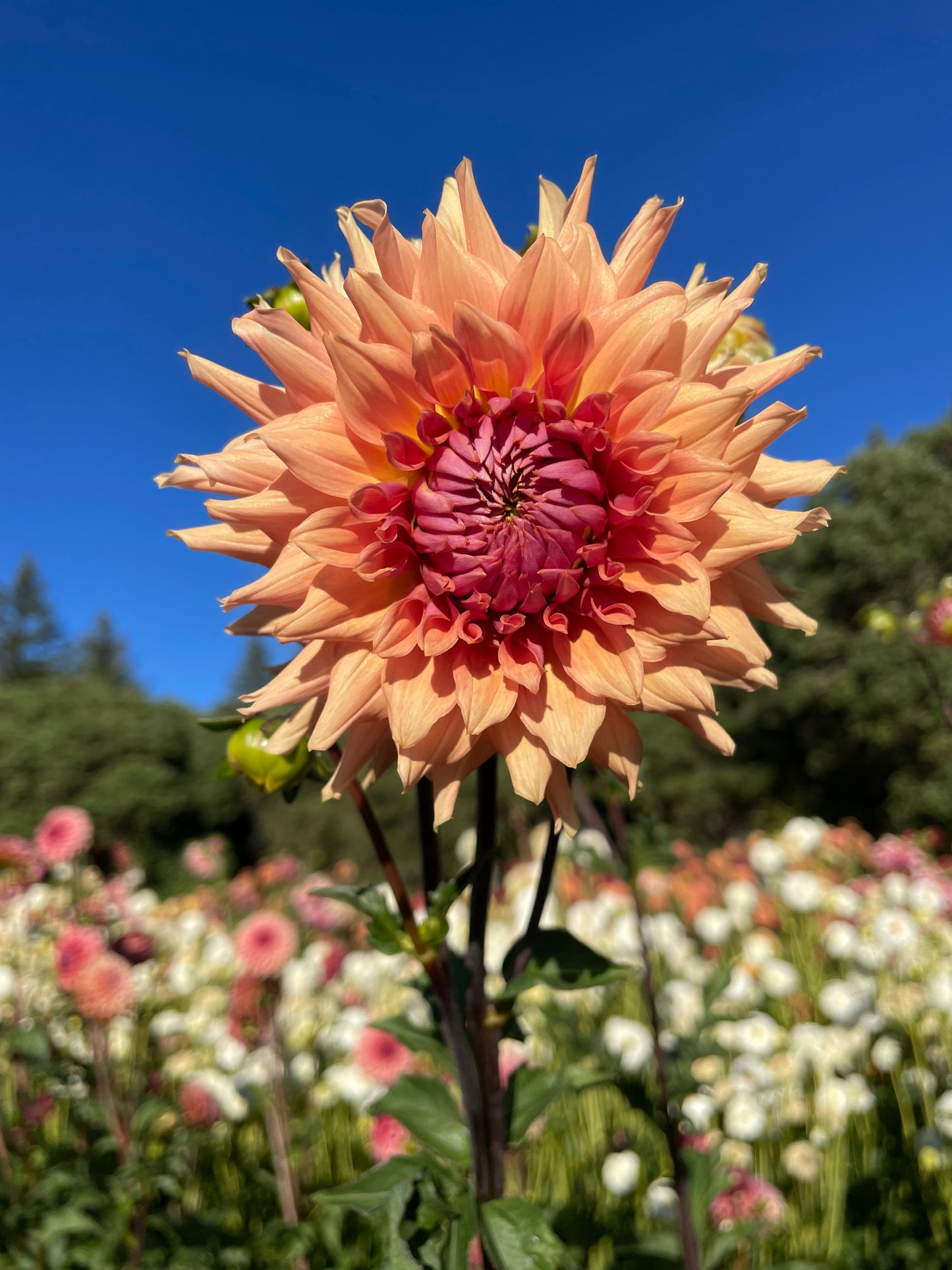 Terracotta Dahlia Tuber