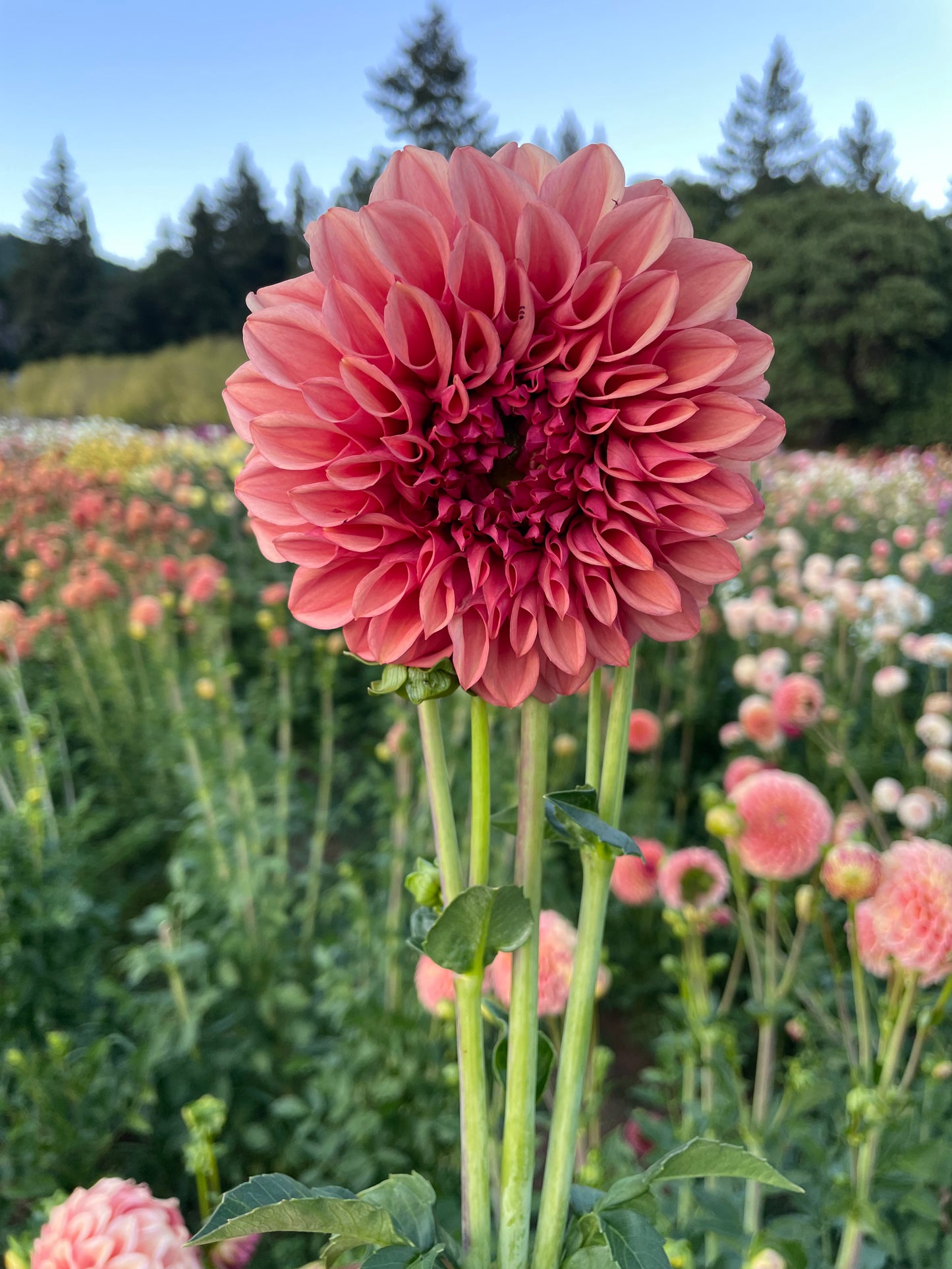 Orange Globe Dahlia Tuber