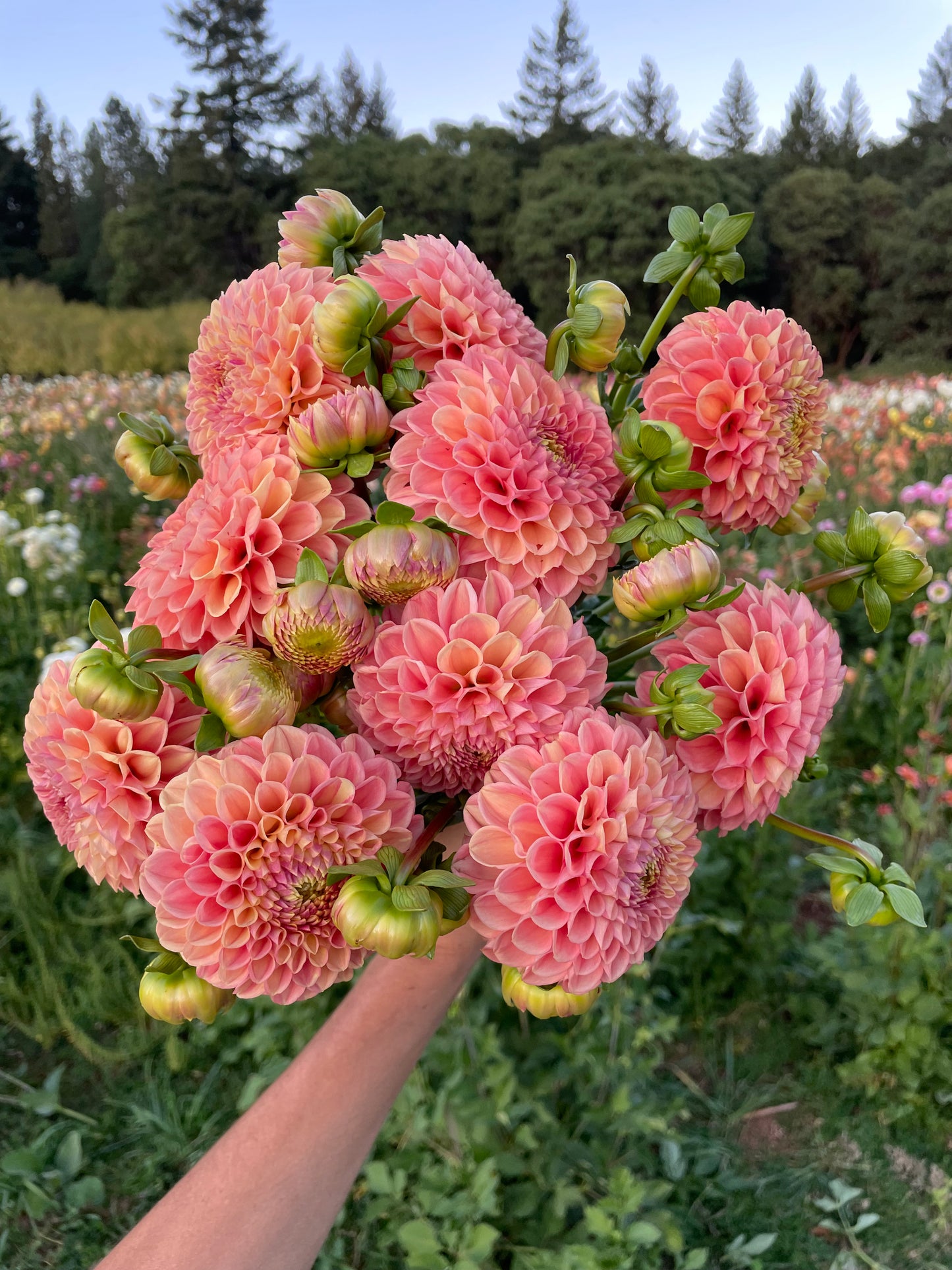 Snoho Doris Dahlia Tuber