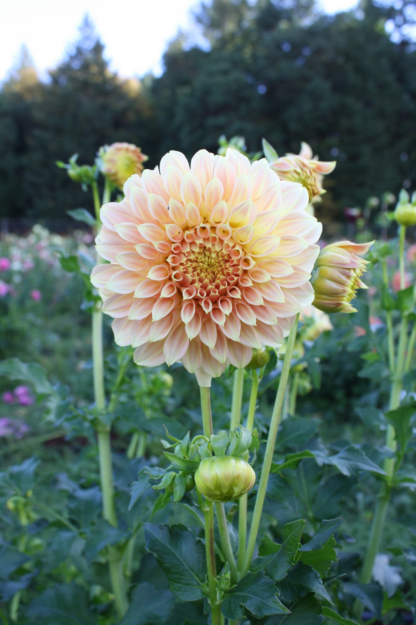 Bracken Sarah Dahlia Tuber