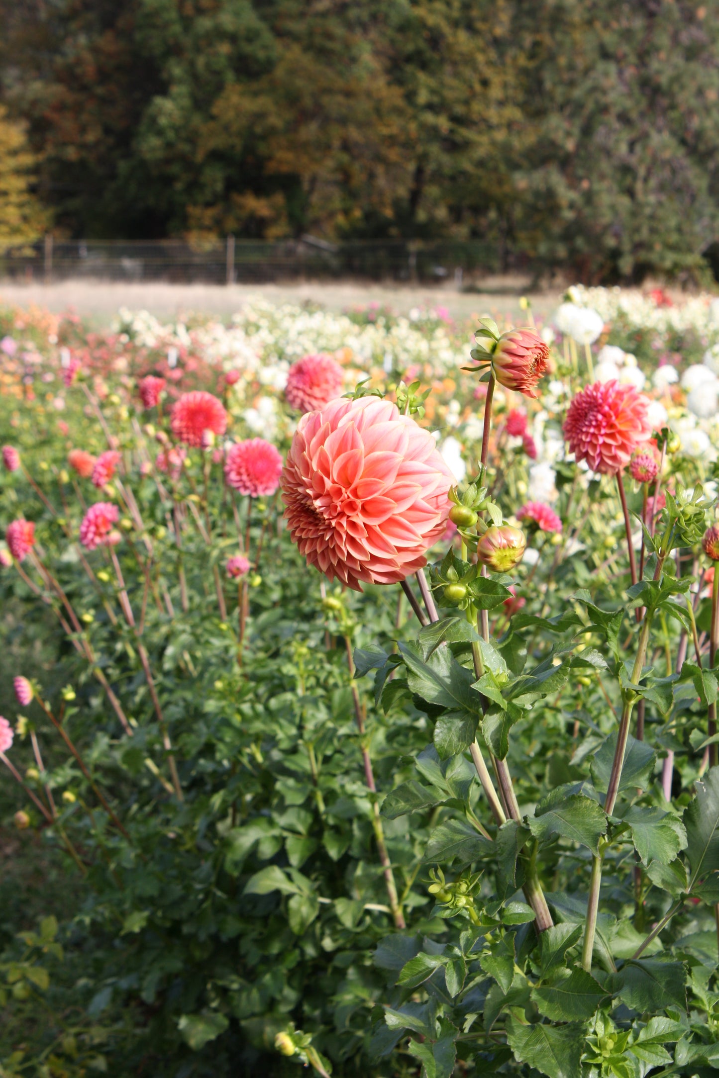 Sylvia Craig Hunter Dahlia Tuber