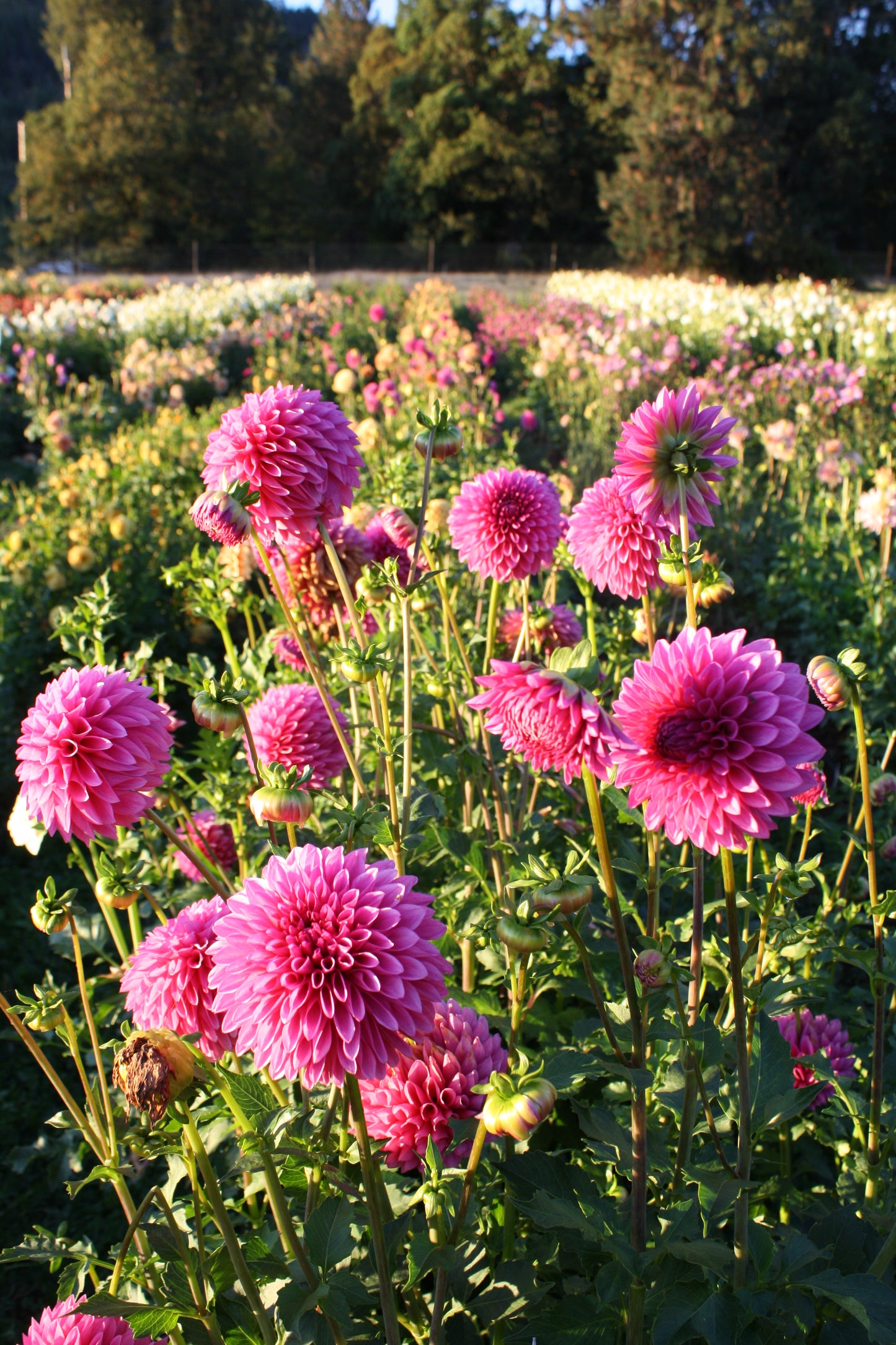 Hollyhill Bill M. Dahlia Tuber