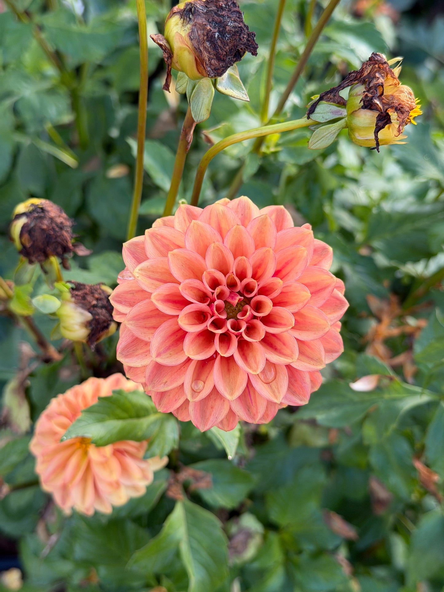 Ice Tea Dahlia Tuber