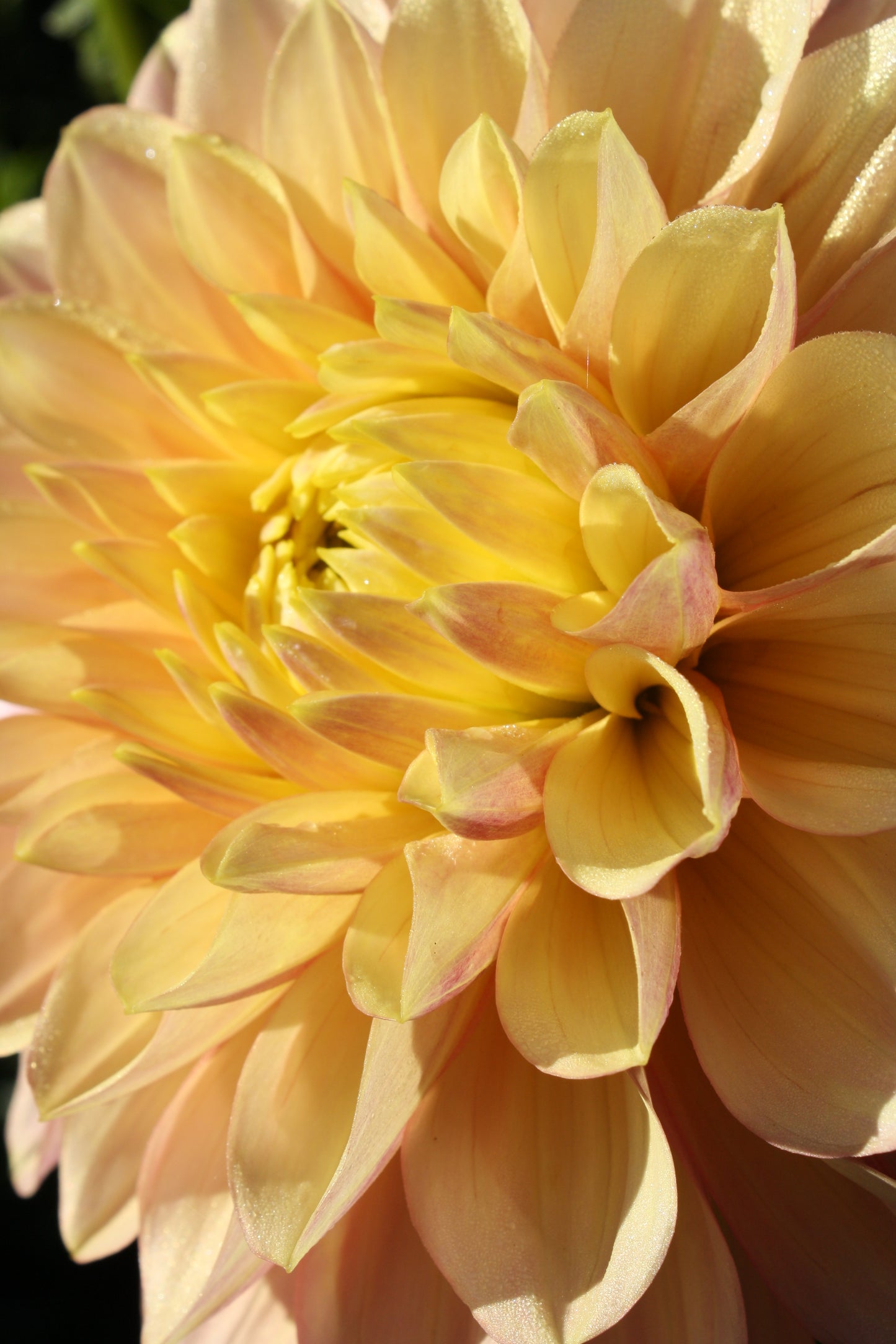 Wyn's New Pastel Dahlia Tuber