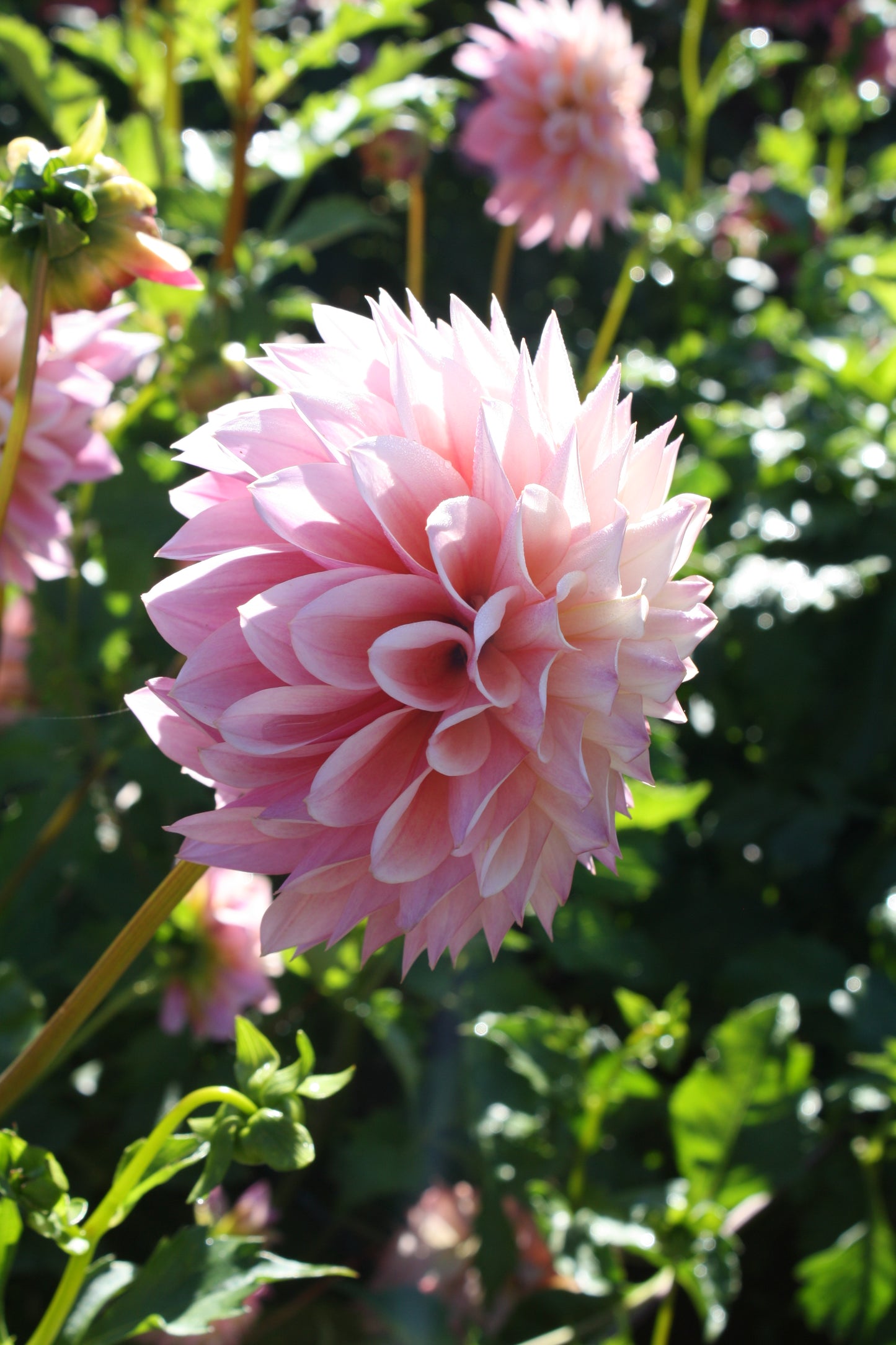 Coralie Dahlia Tuber