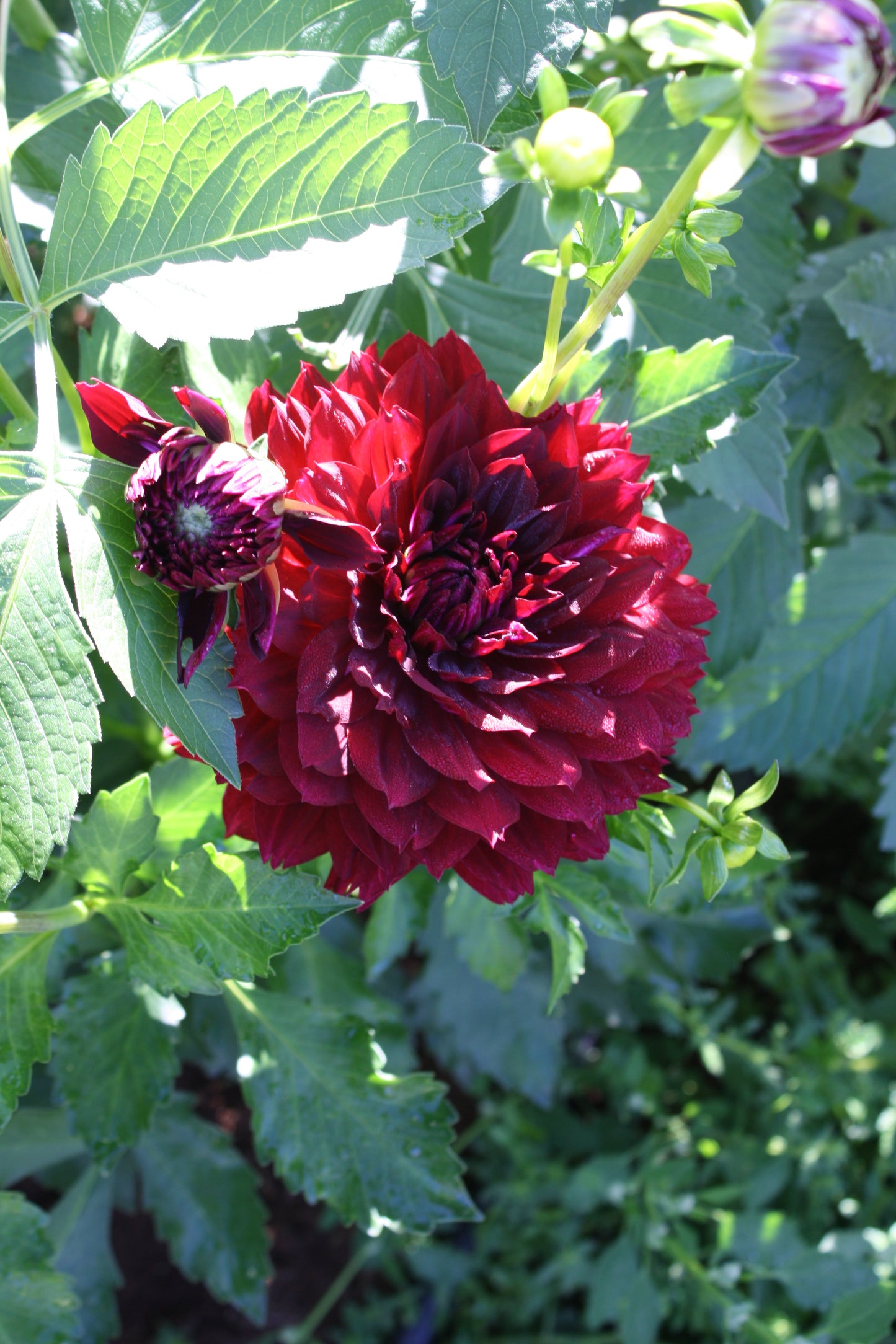 Hollyhill Black Widow Dahlia Tuber