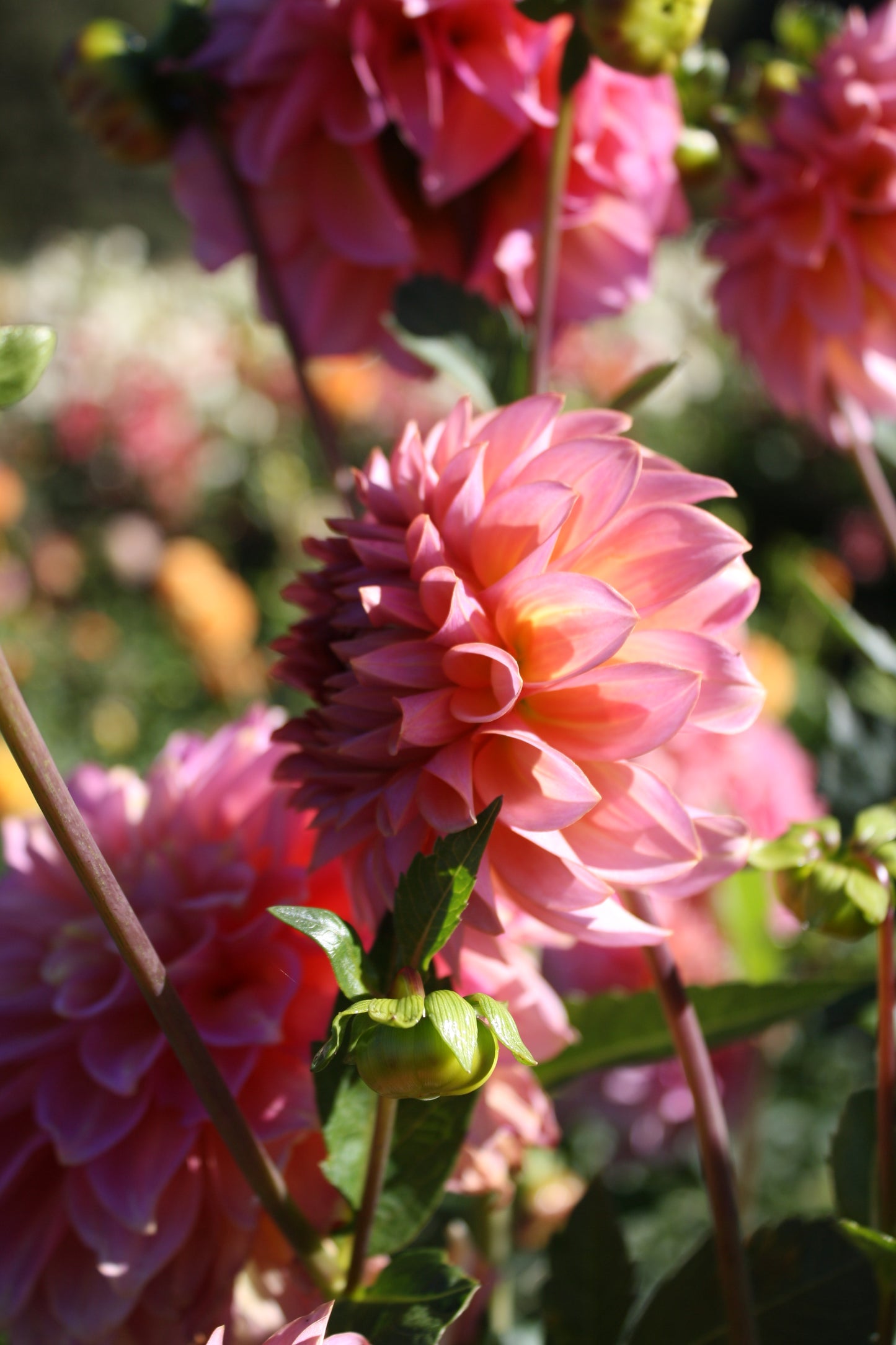 Bloomquist Dave Dahlia Tuber