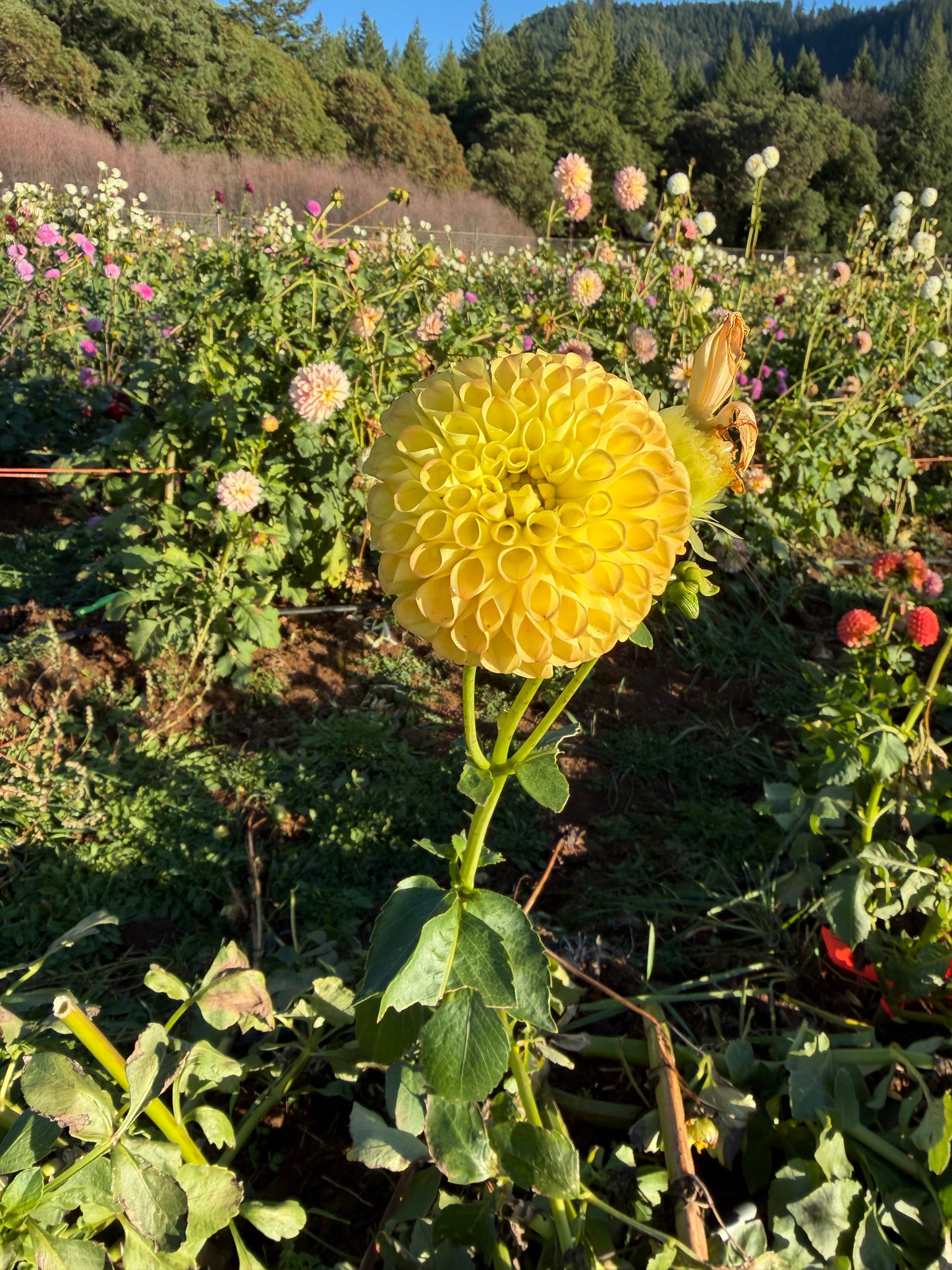 Woodland's Wondrous Dahlia Tuber