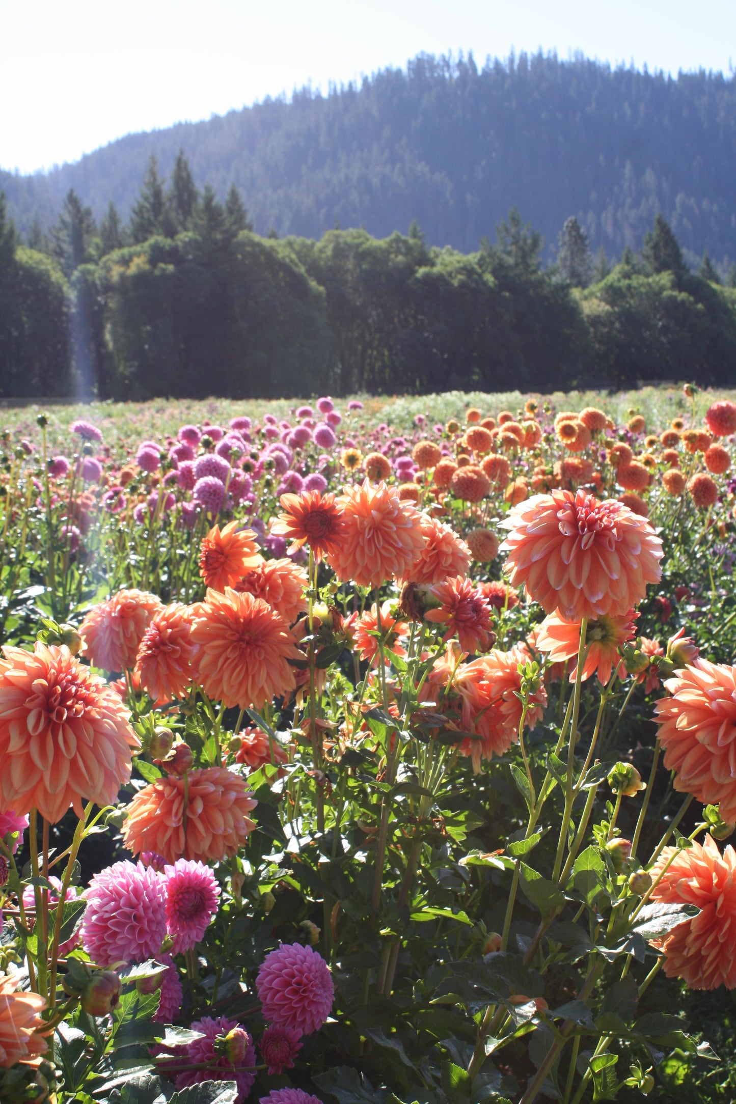 RobAnn Creamsicle Dahlia Tuber