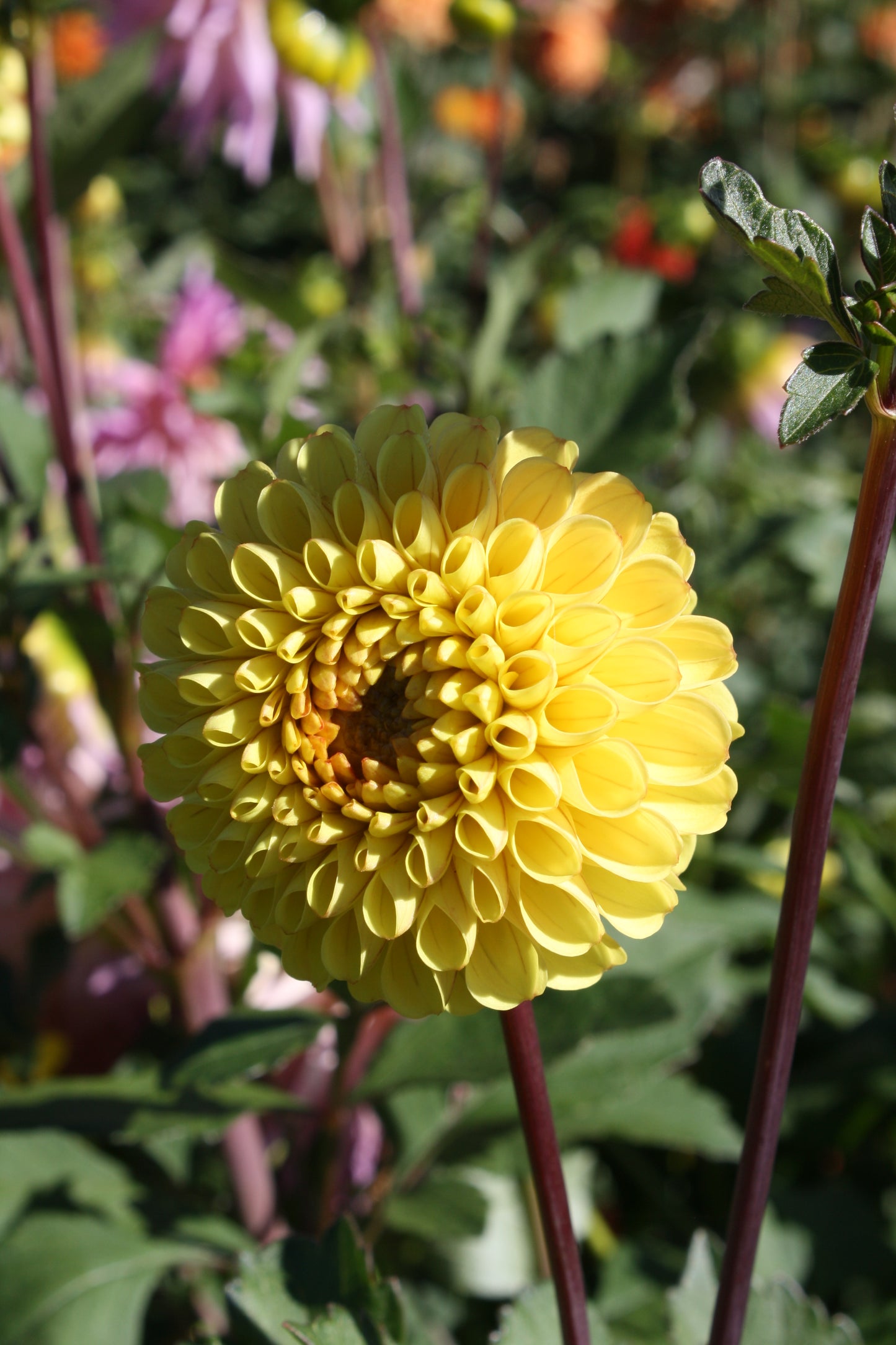 Bloomquist Peaceful Dahlia Tuber