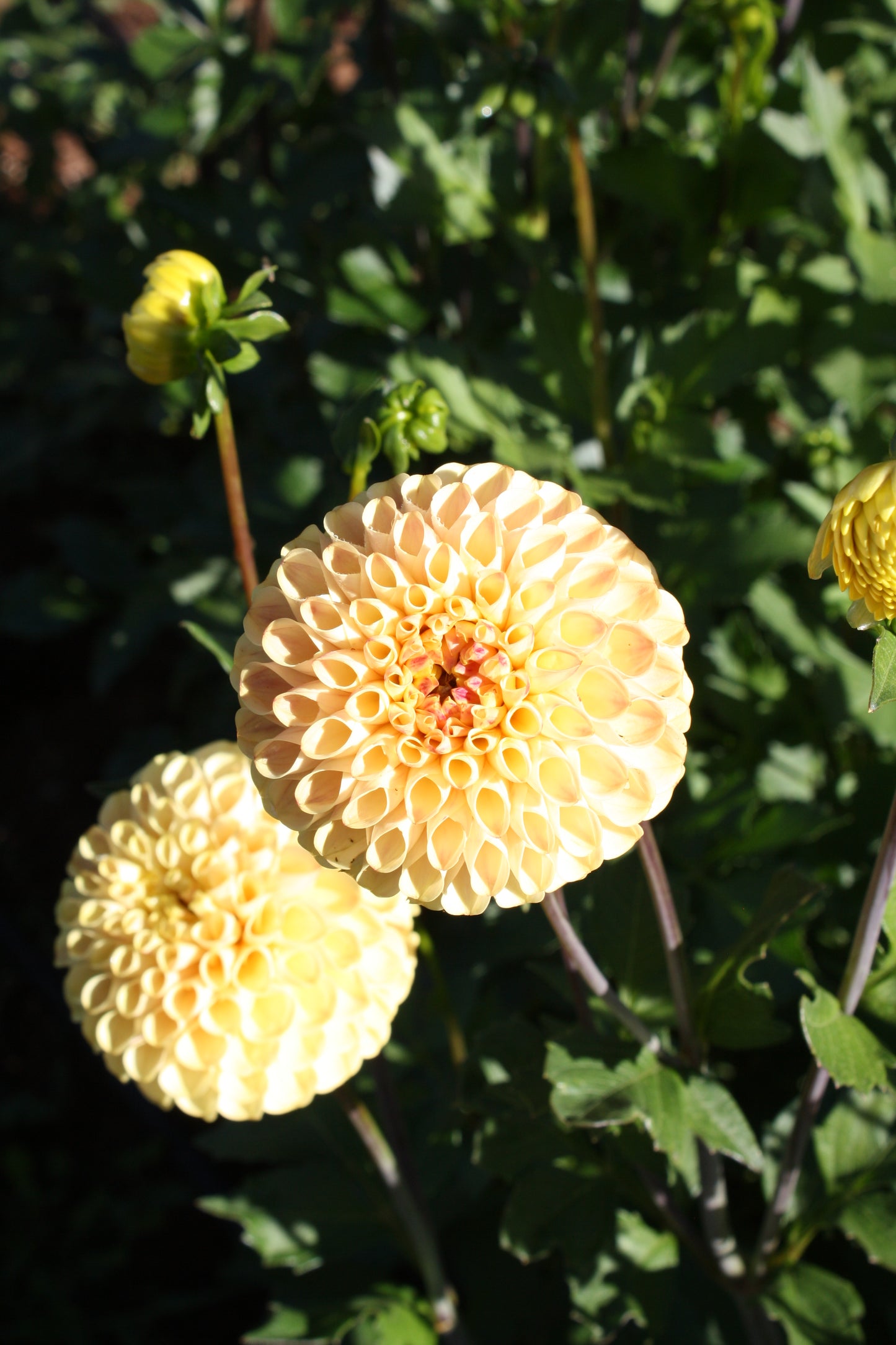 Ferncliff Spice Dahlia Tuber