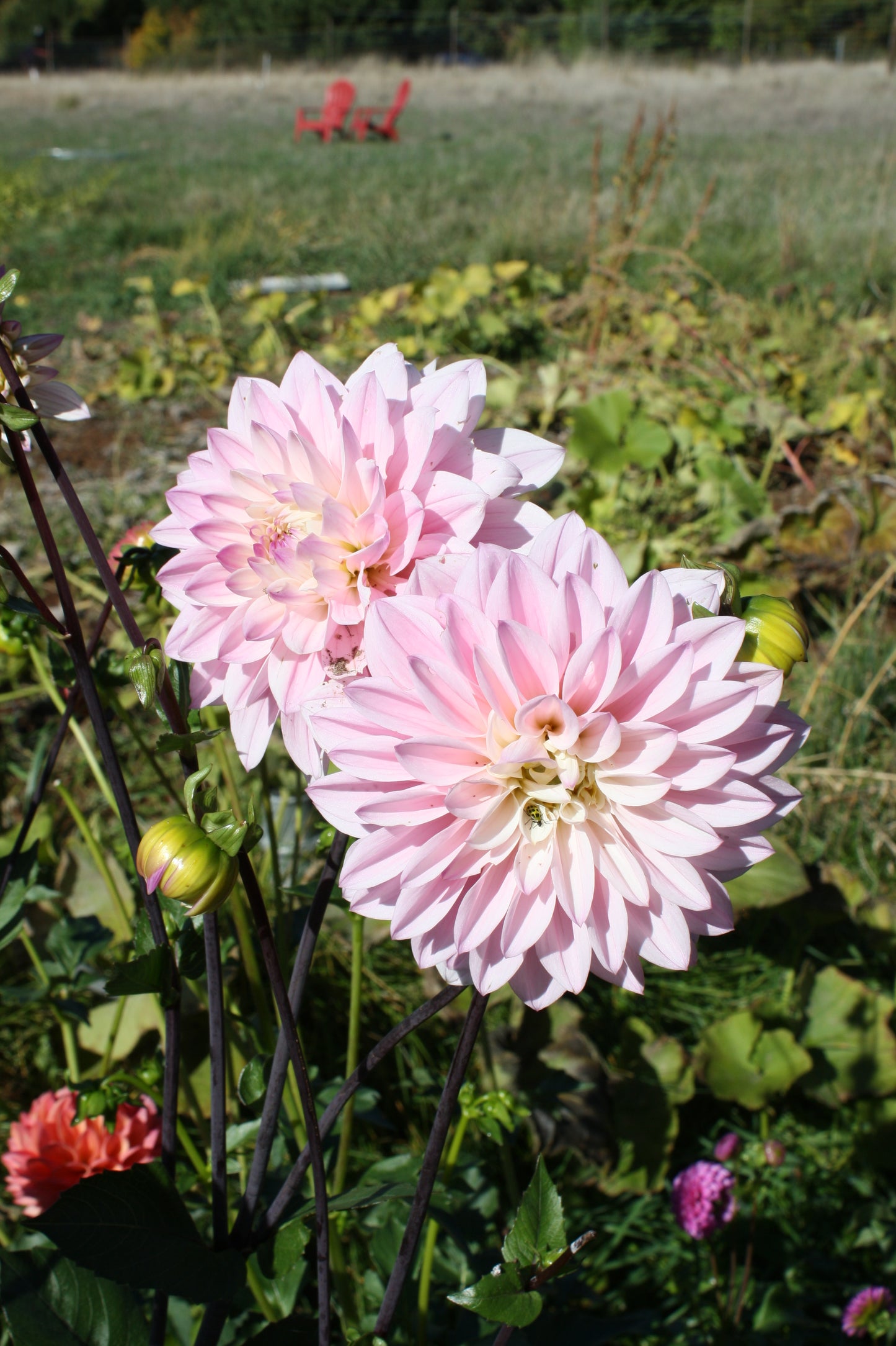 Karma Prospero Dahlia Tuber