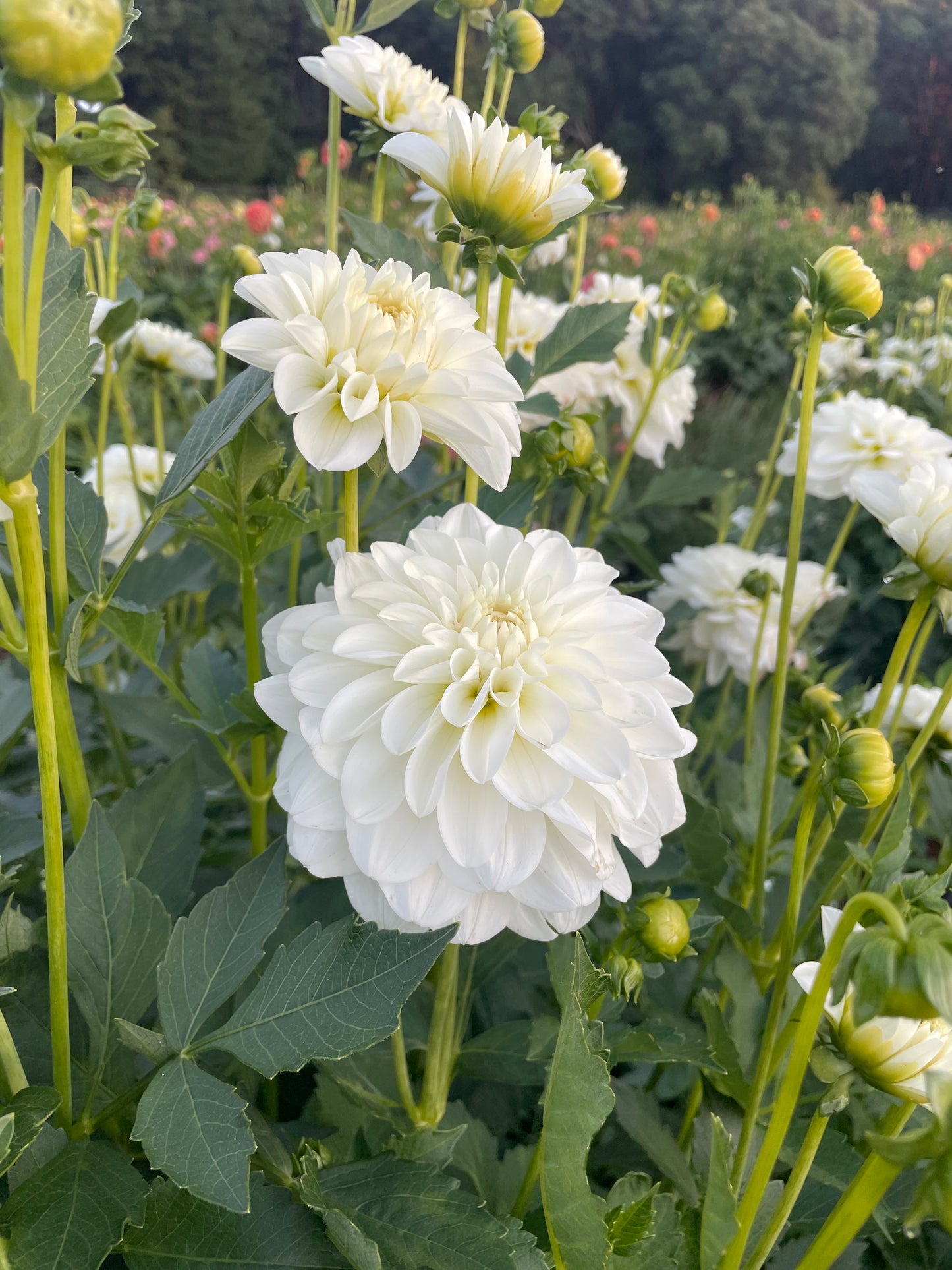 Mt Hood Dahlia Tuber
