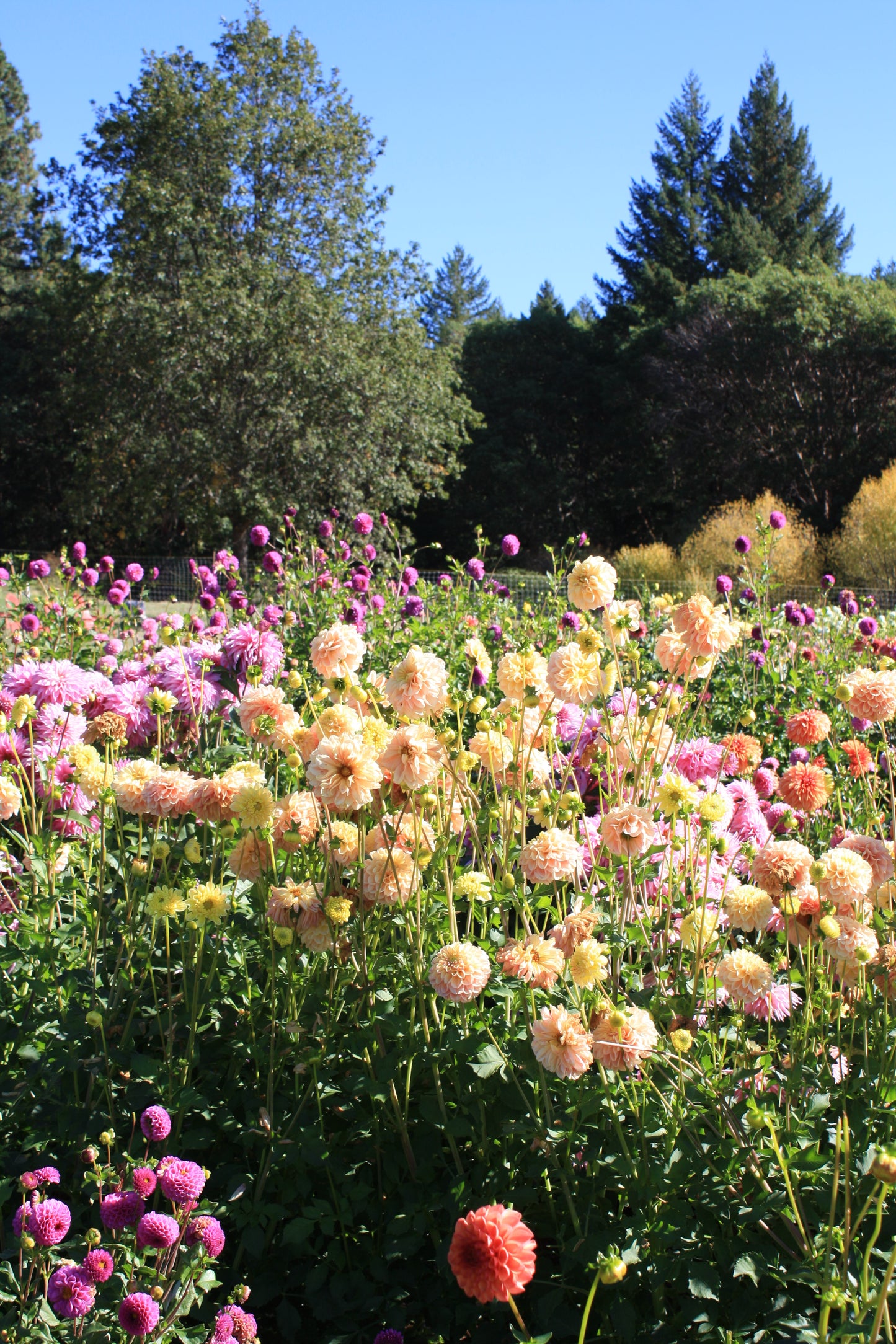 French Doll Dahlia Tuber
