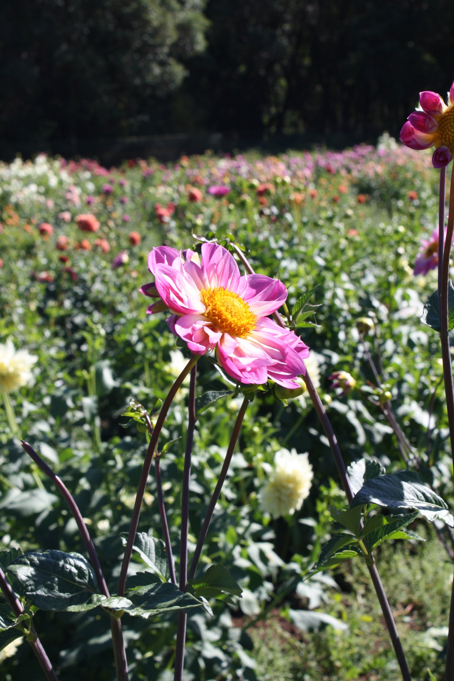 Bloomquist Arise Dahlia Tuber
