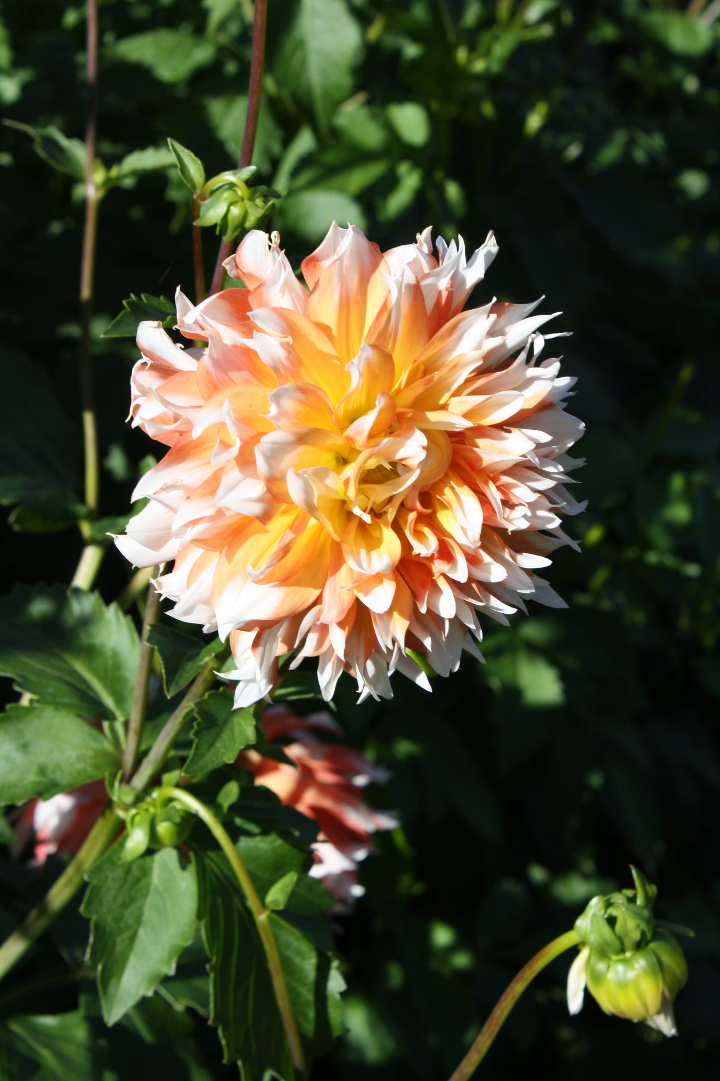 Bloomquist Amazing Dahlia Tuber