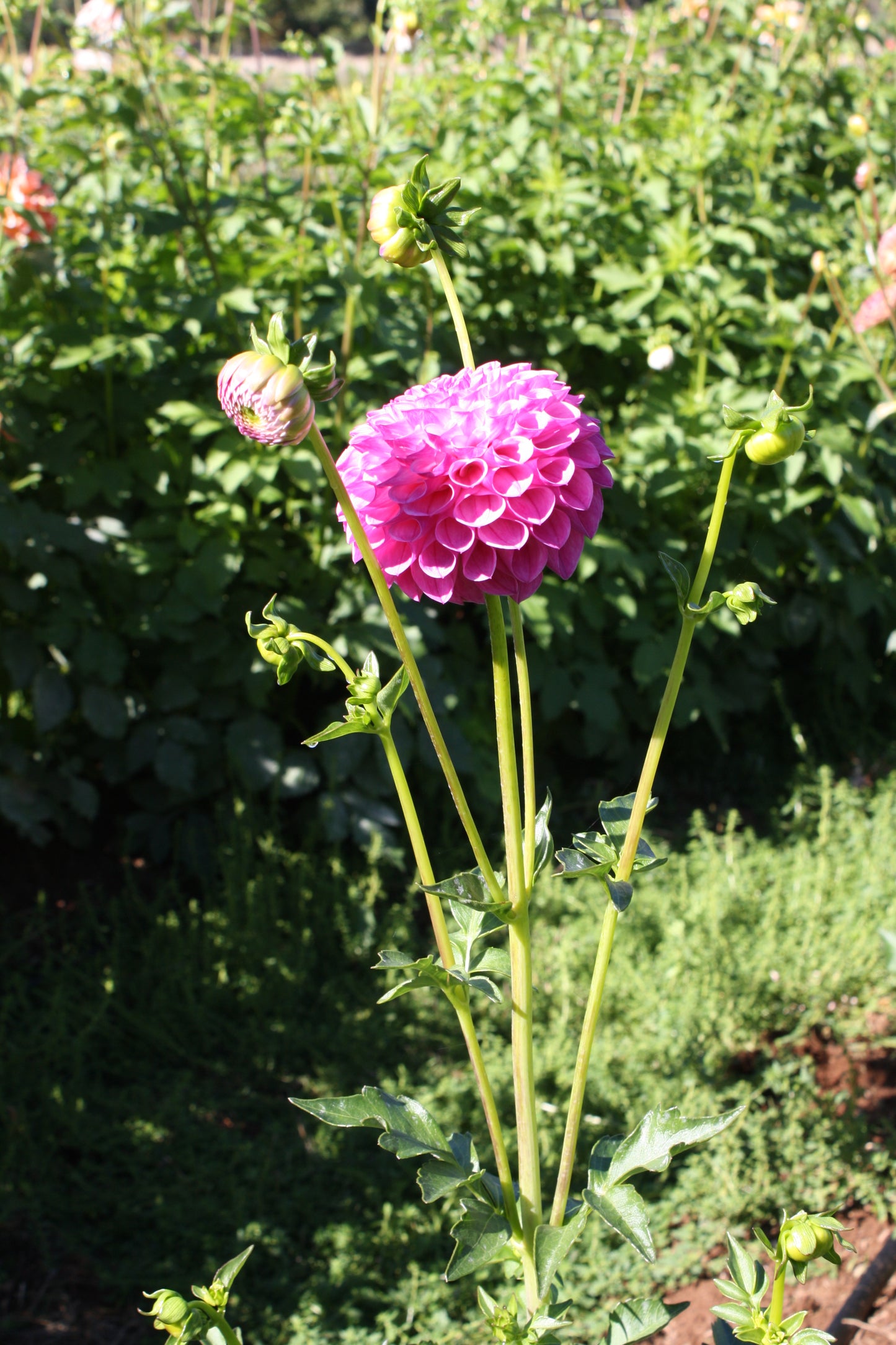 Pink Robin Hood Dahlia Tuber