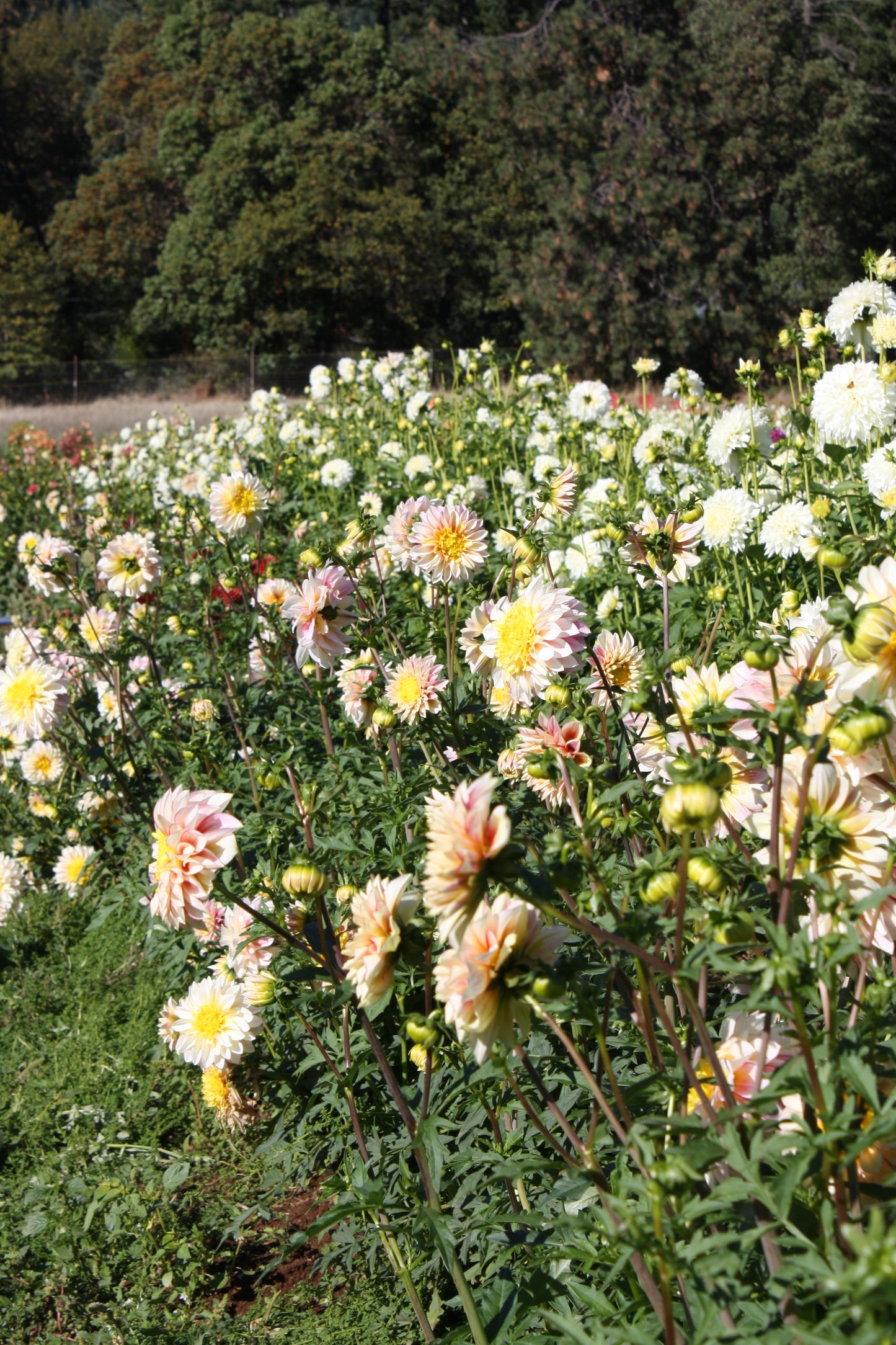 Polka Dahlia Tuber