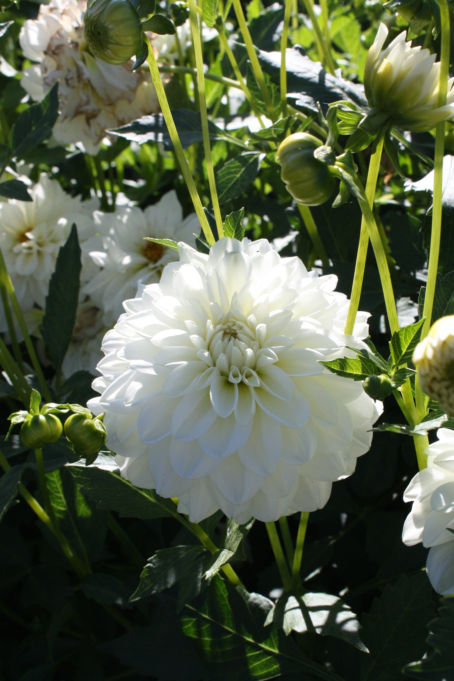 Bride to Be Dahlia Tuber