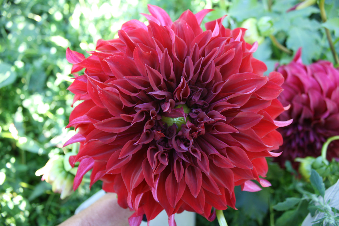 Spartacus Dahlia Tuber