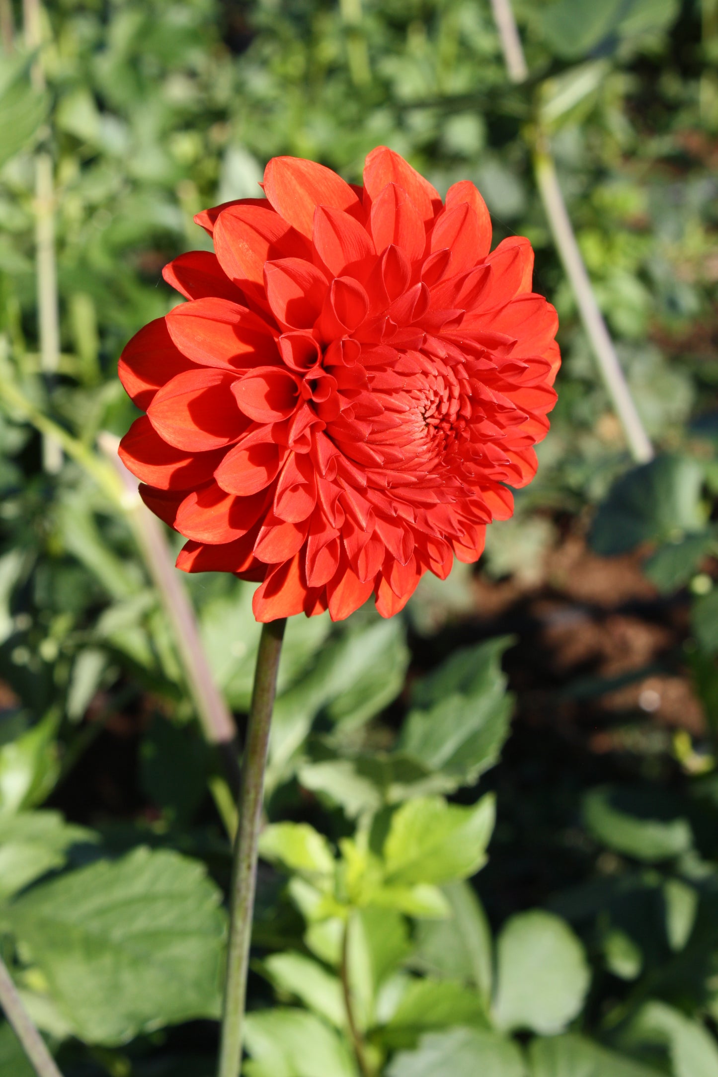 Lollipop Dahlia Tuber